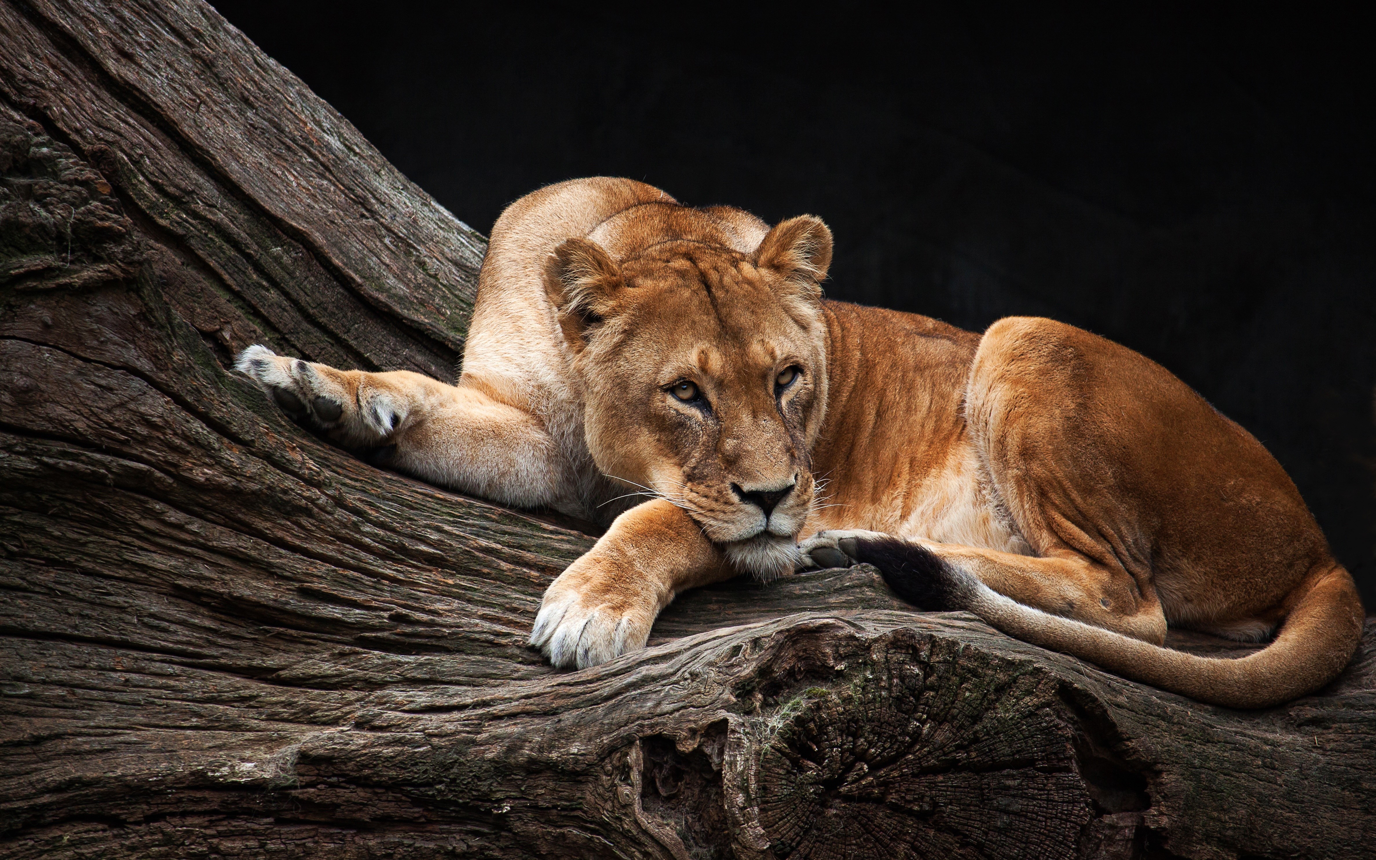 Lioness resting on a log HD Wallpaper