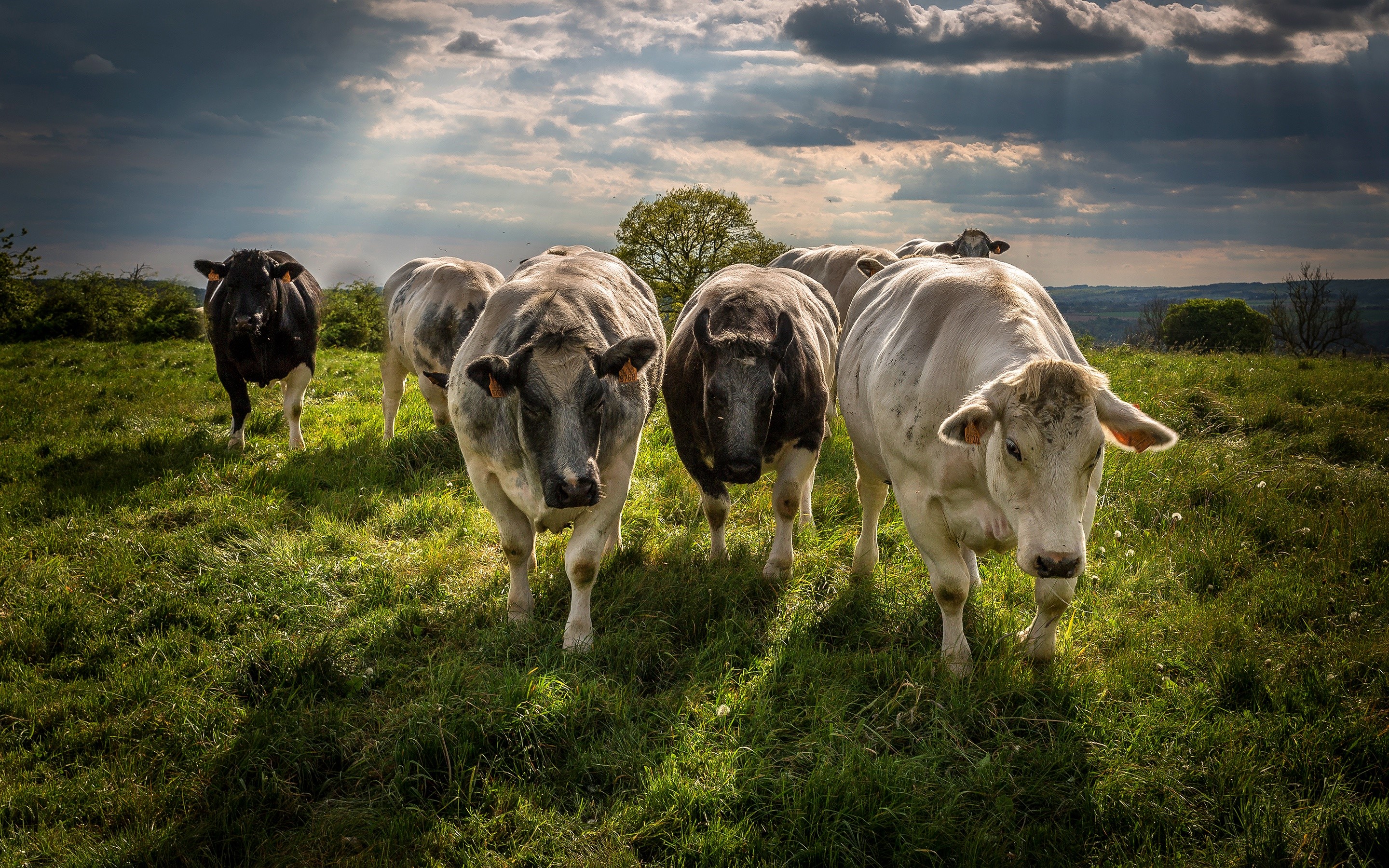 Cows standing in a grassy field under a cloudy sky HD Wallpaper
