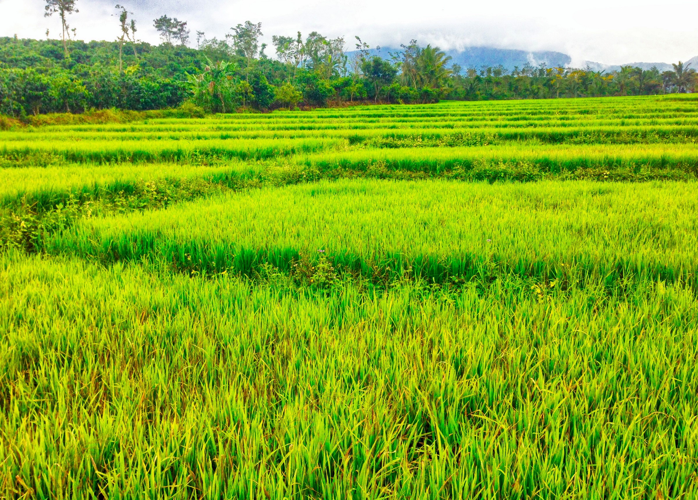 Terraced rice fields in Lam Dong, Vietnam HD Wallpaper