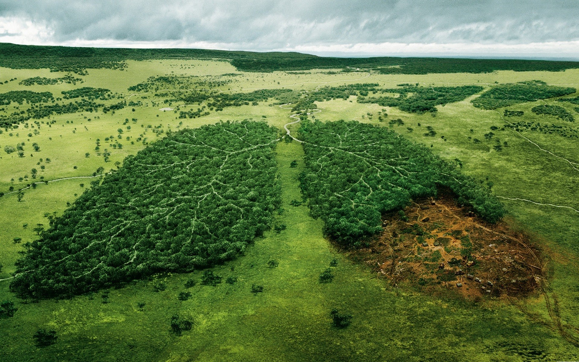 Aerial view of a forest shaped like lungs, one side deforested HD Wallpaper
