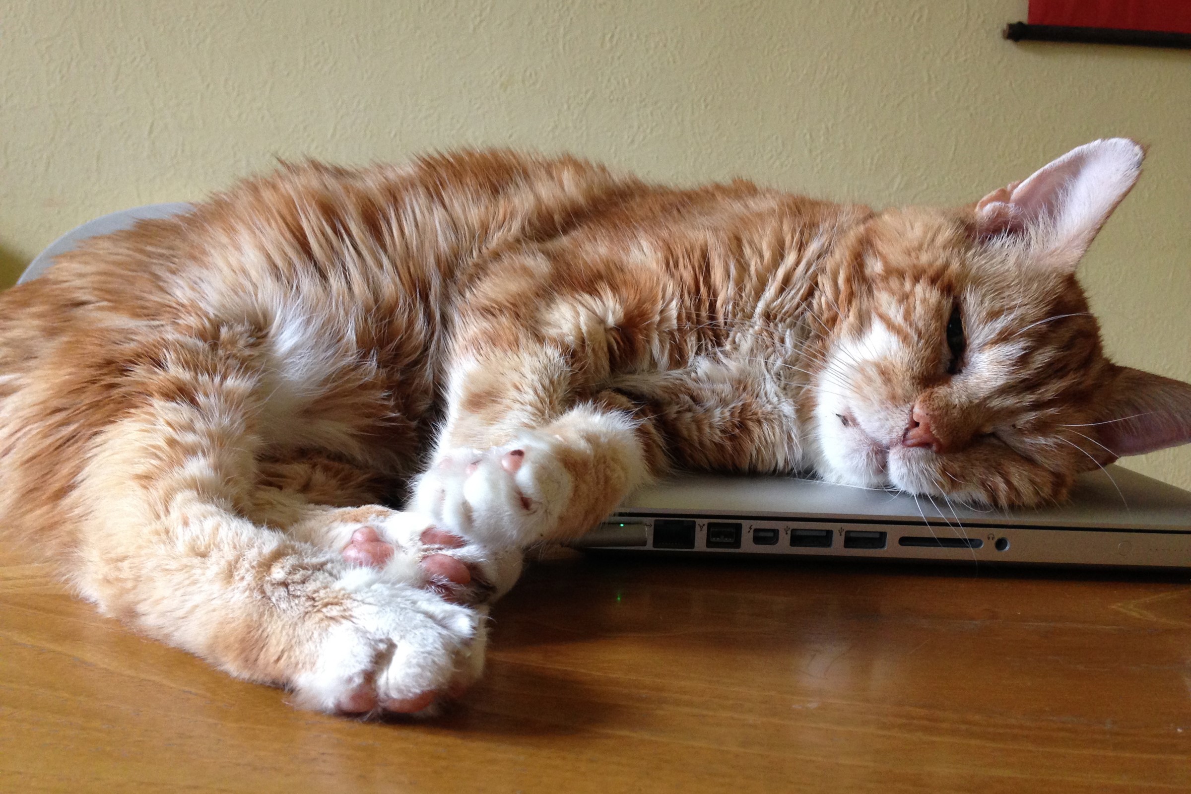 Orange cat sleeping on a laptop HD Wallpaper