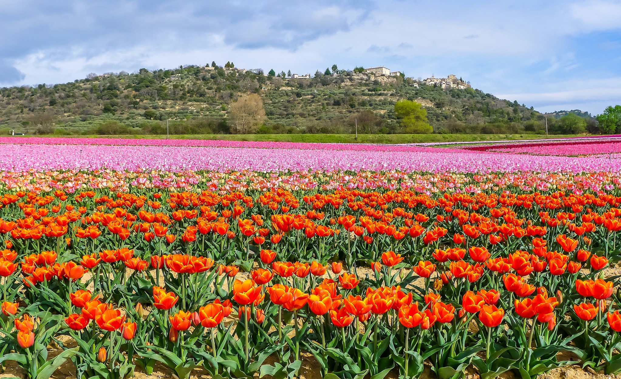 Fields of Orange and Pink Tulips with Village on Hill HD Wallpaper
