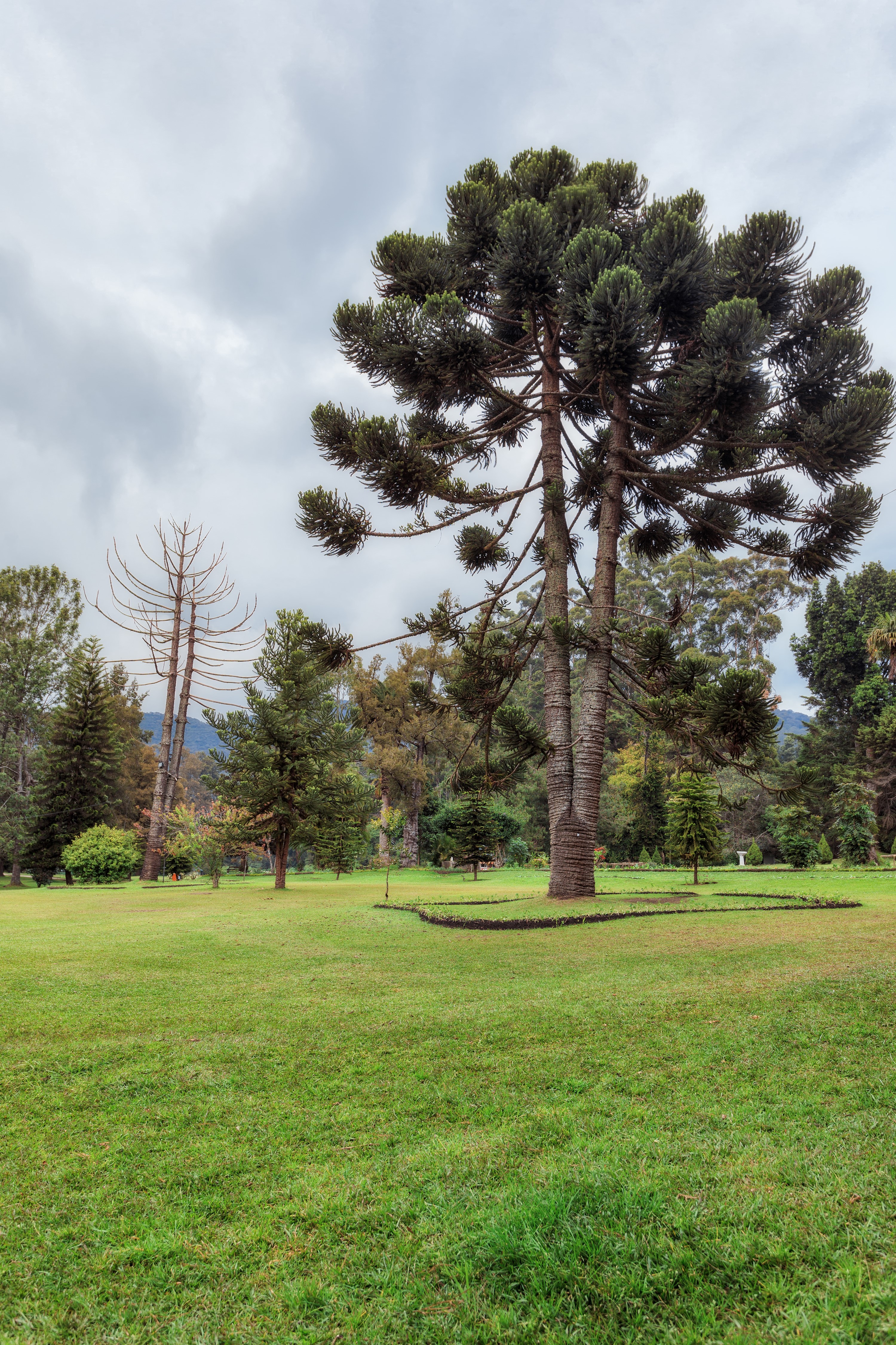 Queen Victoria Park, Sri Lanka HD Phone Wallpaper