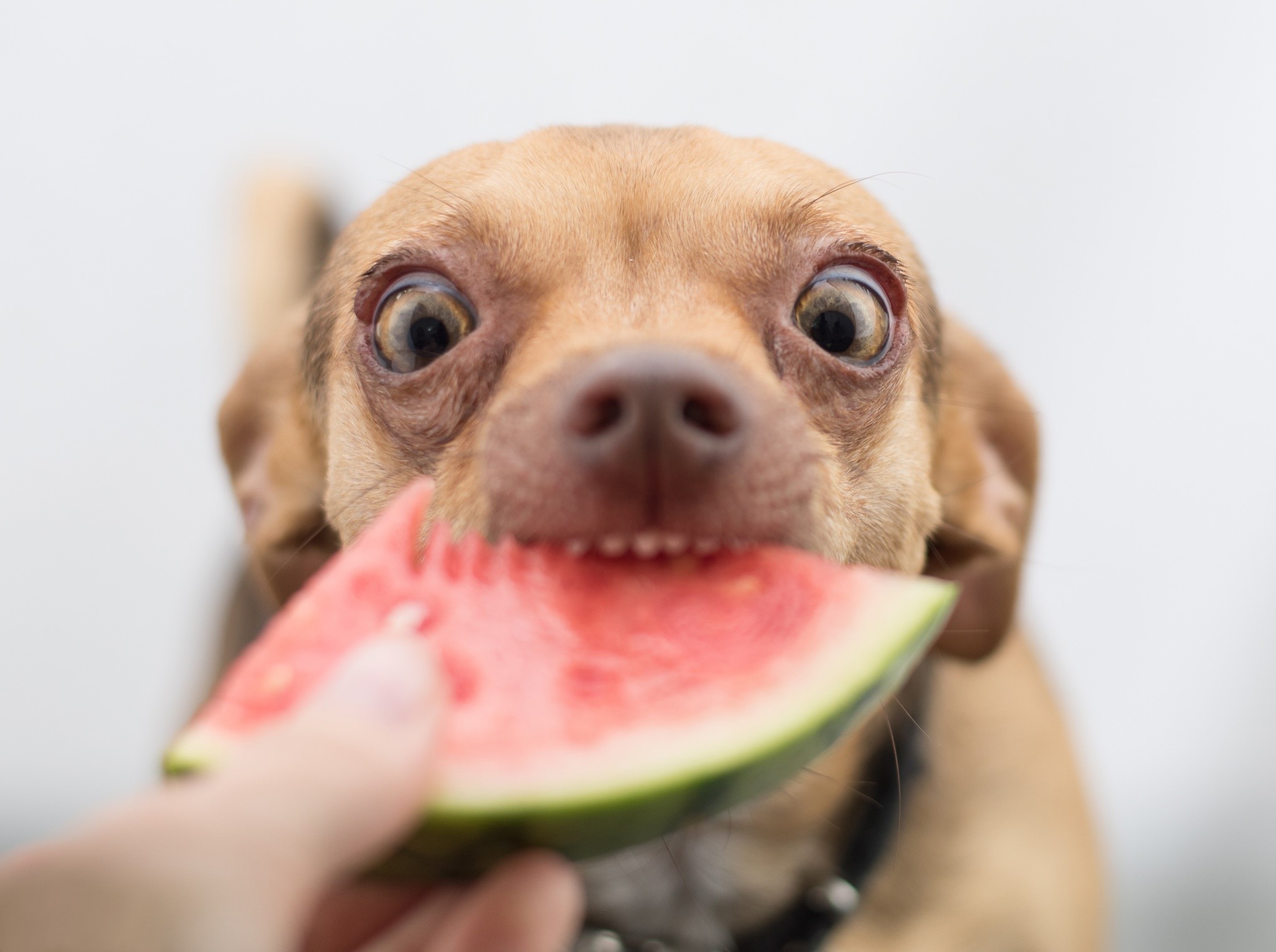 Chihuahua dog eating watermelon slice HD Wallpaper
