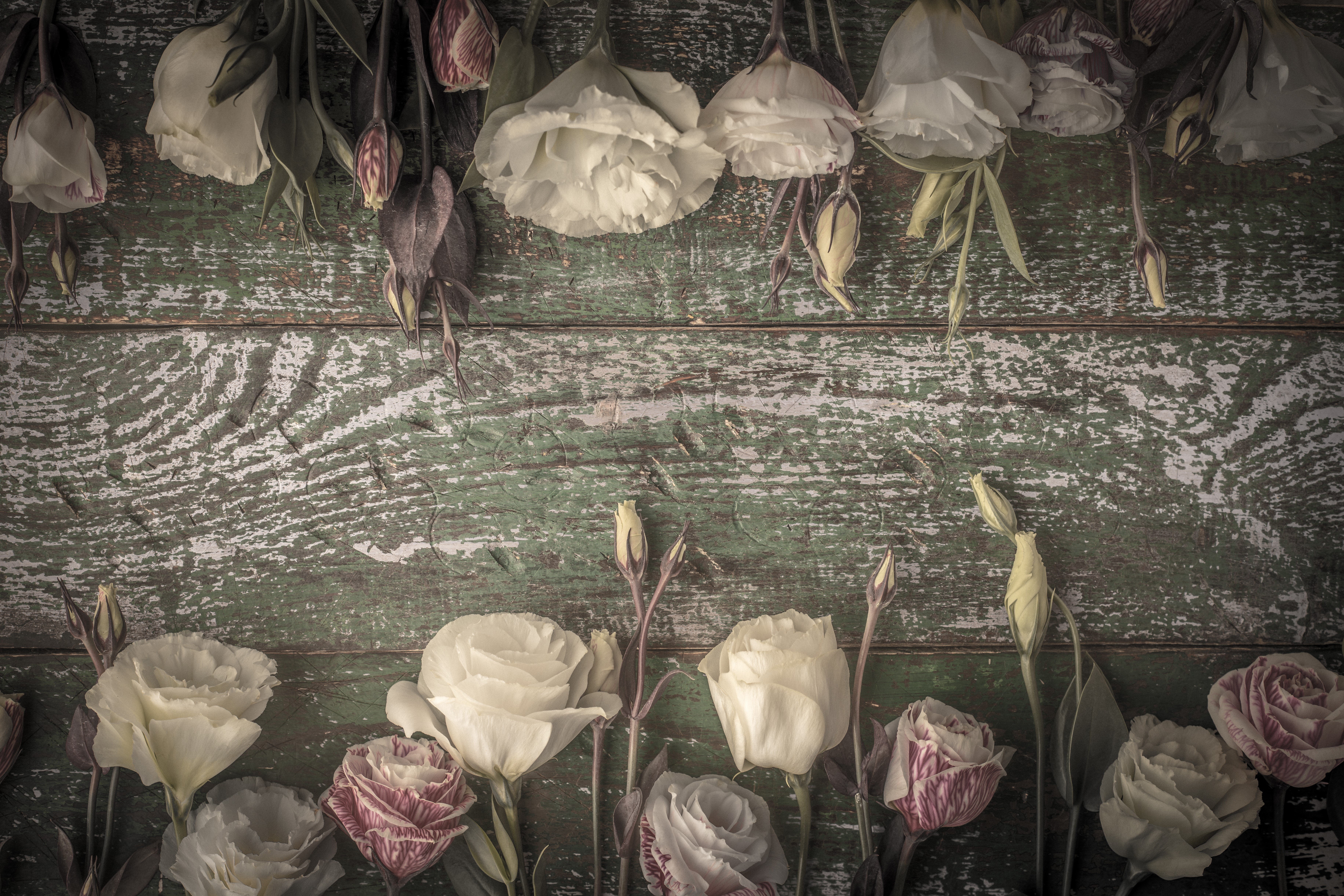 Eustoma flowers on weathered wood planks HD Wallpaper