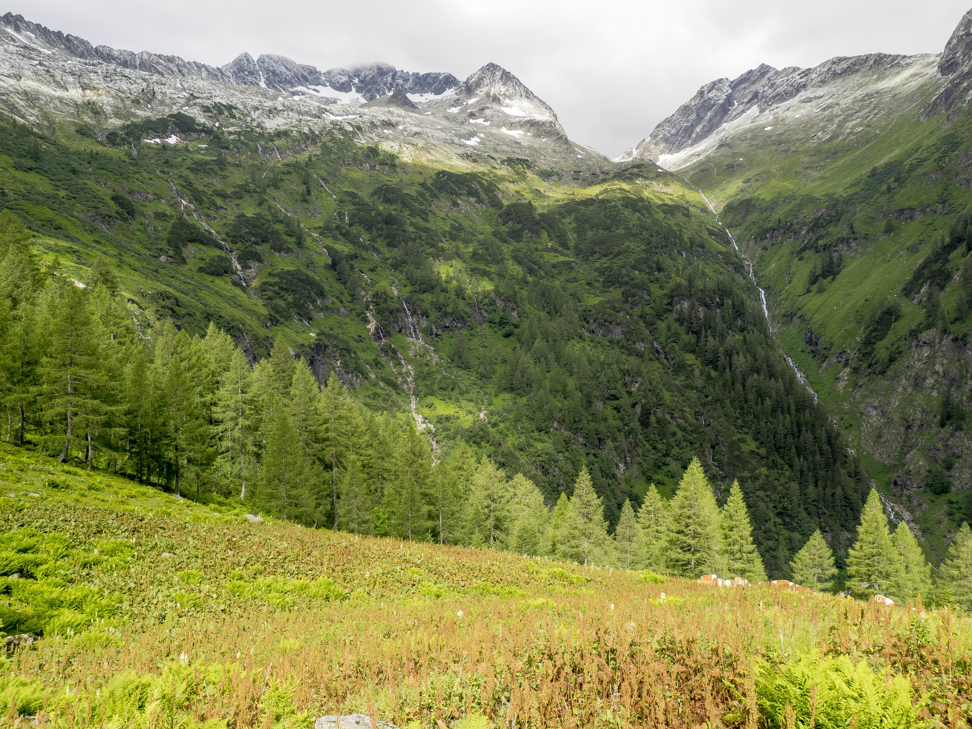 Green mountain valley with spruce trees and waterfalls HD Wallpaper