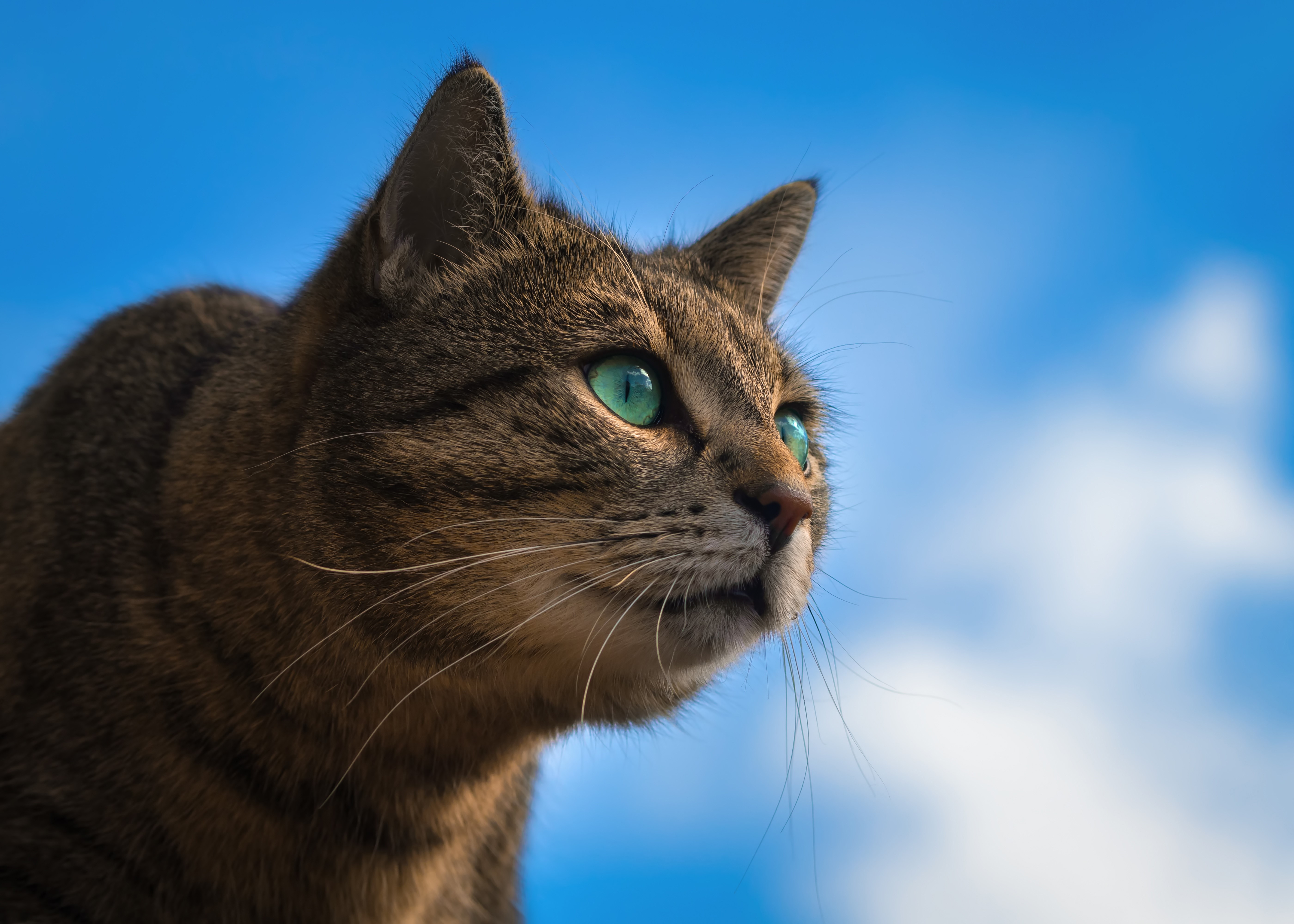 Close-up of a tabby cat with green eyes HD Wallpaper
