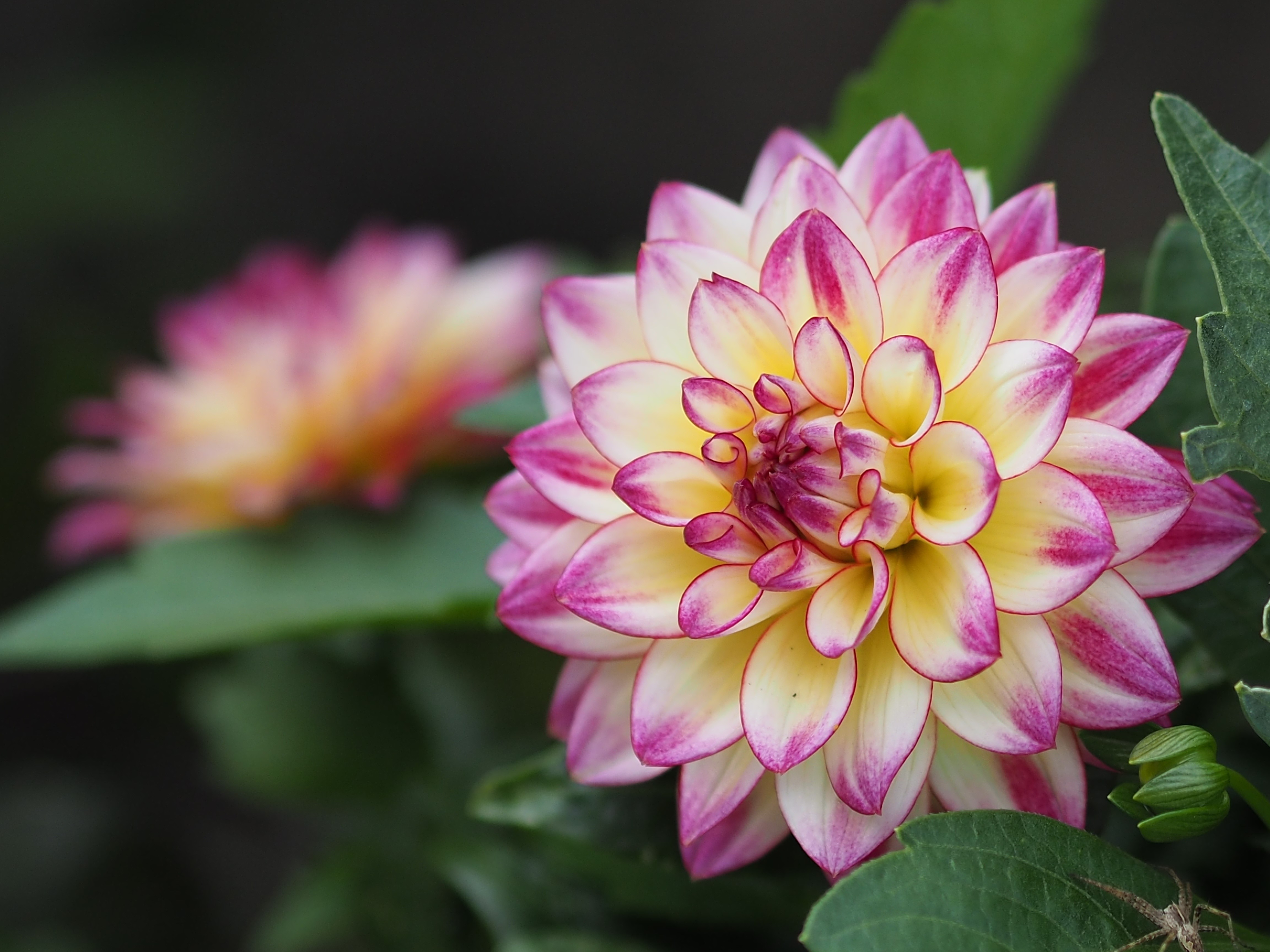 4K Dahlias Closeup HD Wallpaper