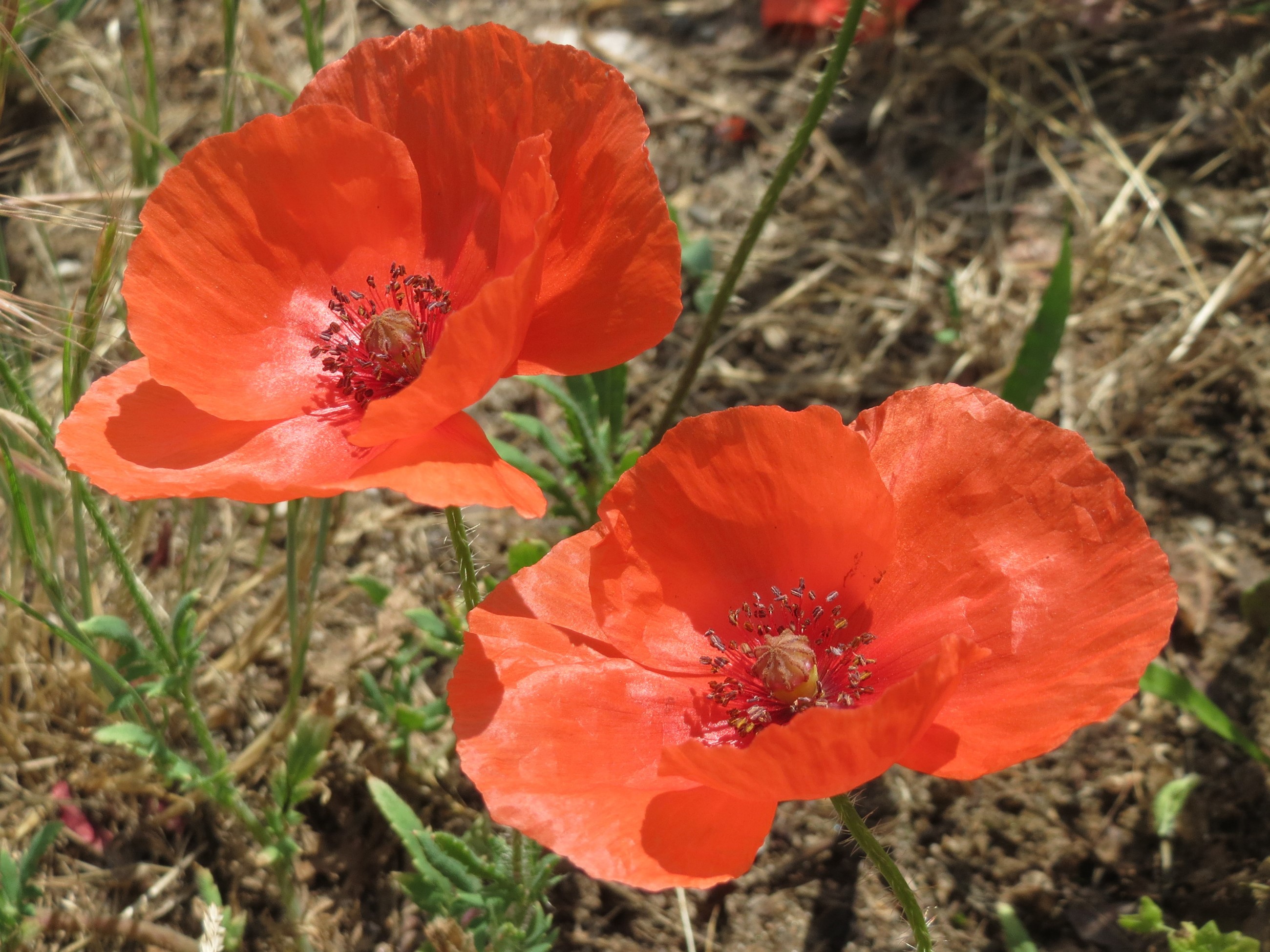 Two red poppies in a field HD Wallpaper
