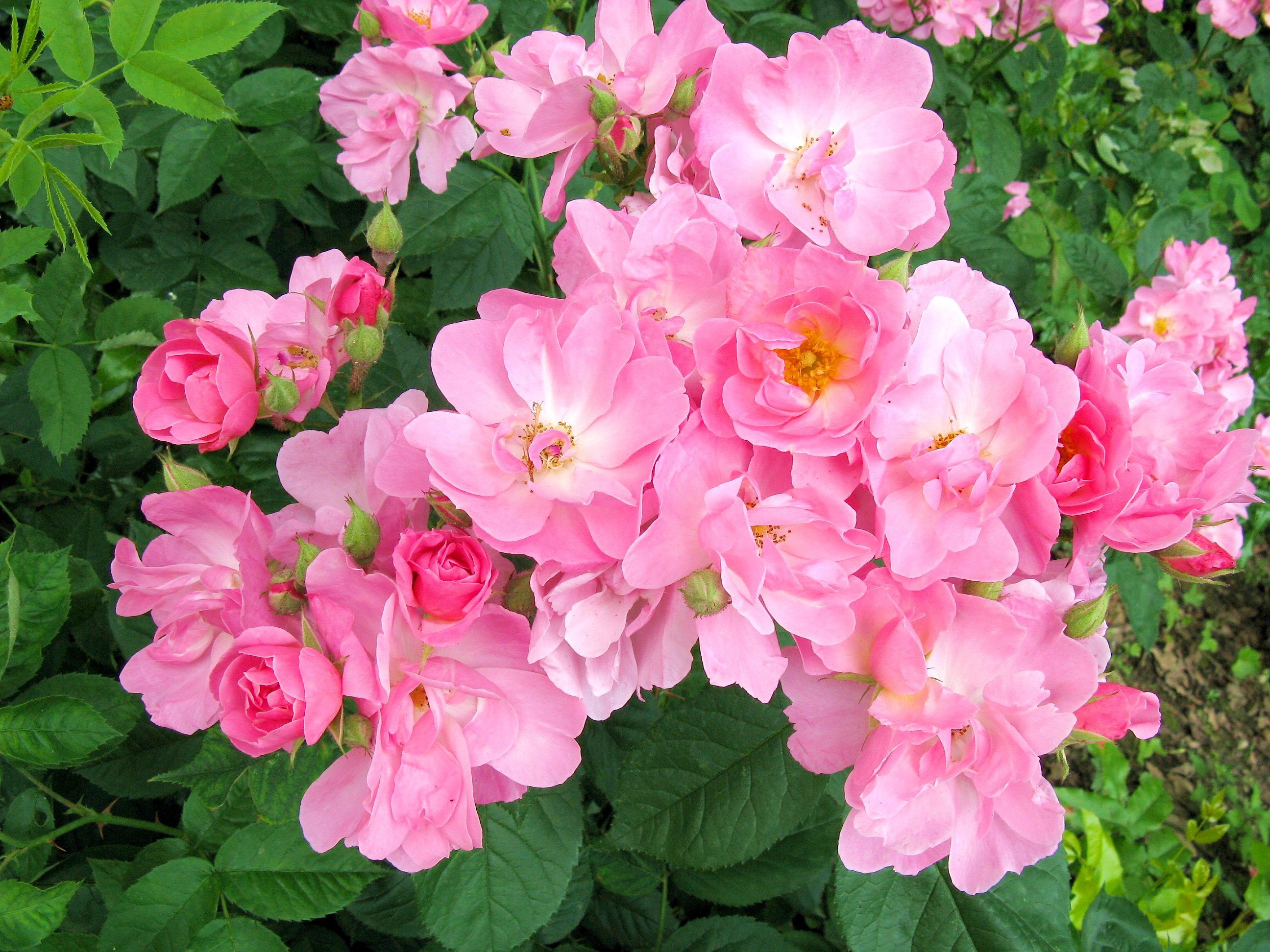 Cluster of Pink Roses in Bloom HD Wallpaper