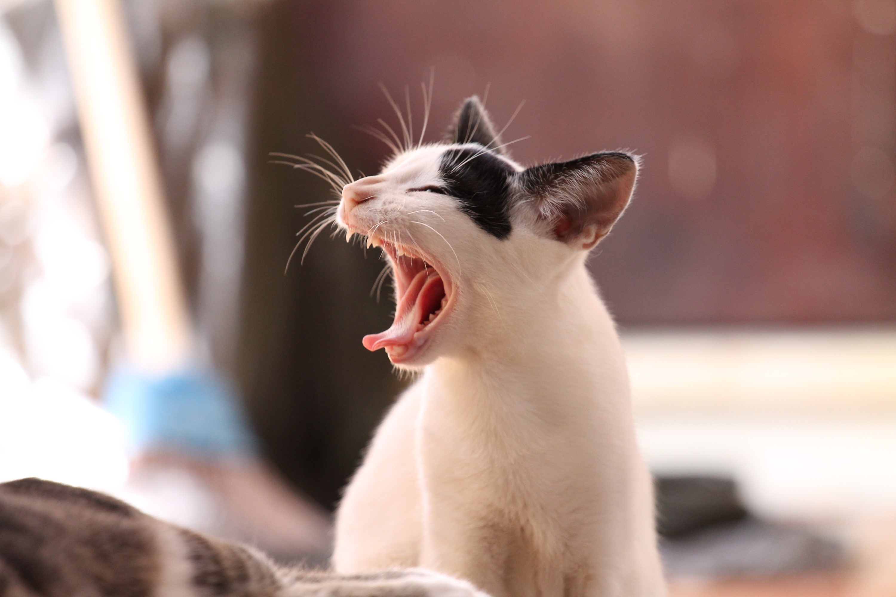 Black and white cat yawning widely HD Wallpaper