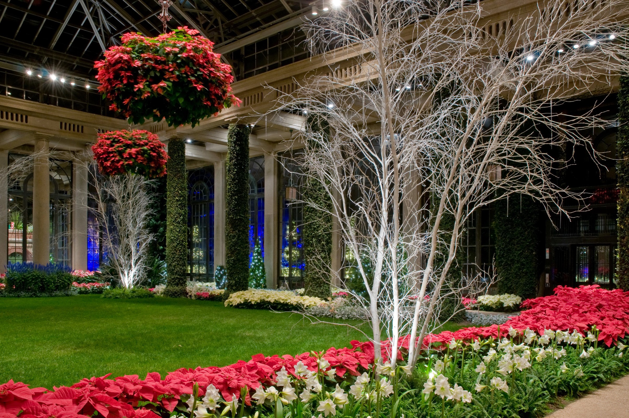 Longwood Gardens Christmas Display with Poinsettias and Amaryllis HD Wallpaper
