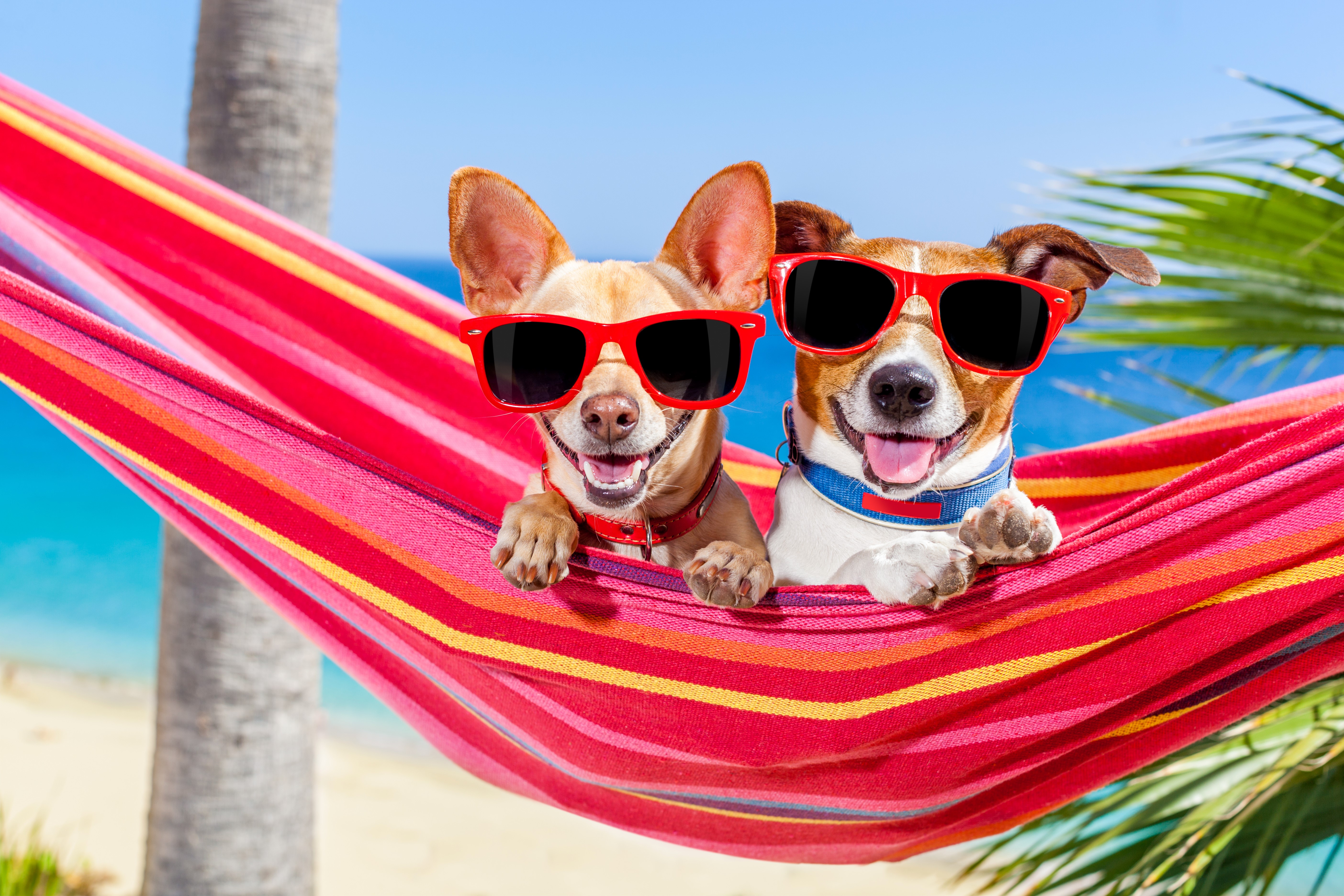 Two dogs in sunglasses relaxing in a hammock HD Wallpaper