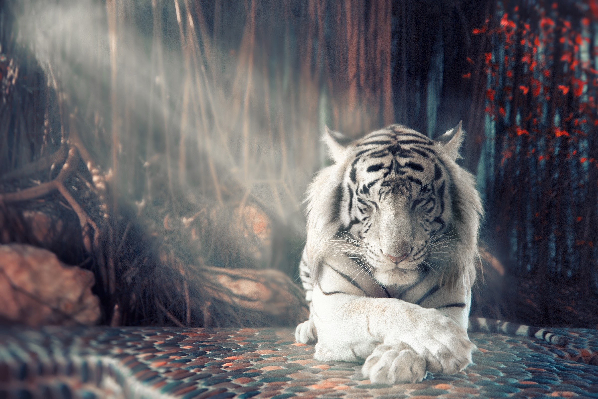 White Tiger Resting in a Mystical Forest HD Wallpaper
