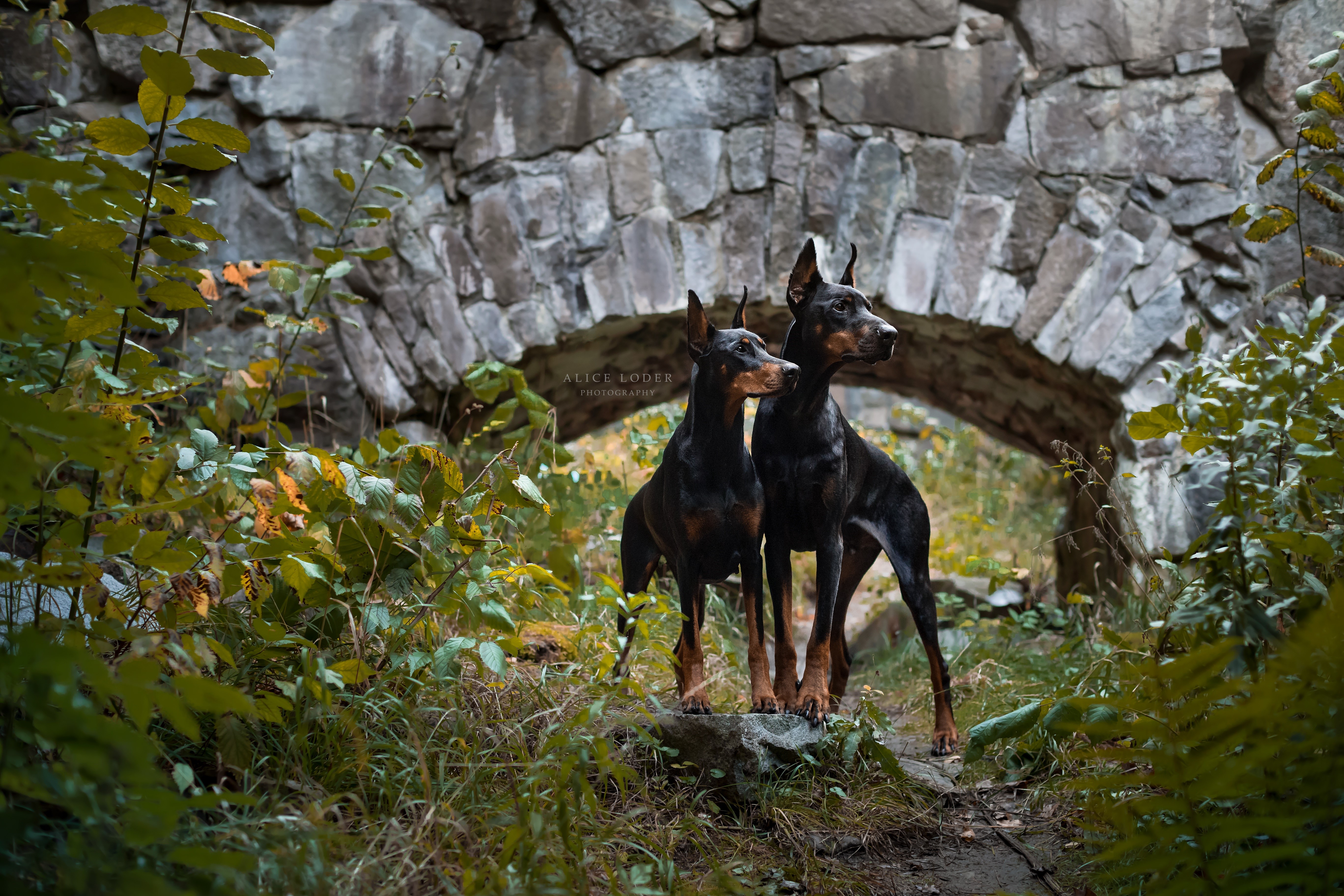 Two Doberman Pinschers by Stone Archway HD Wallpaper