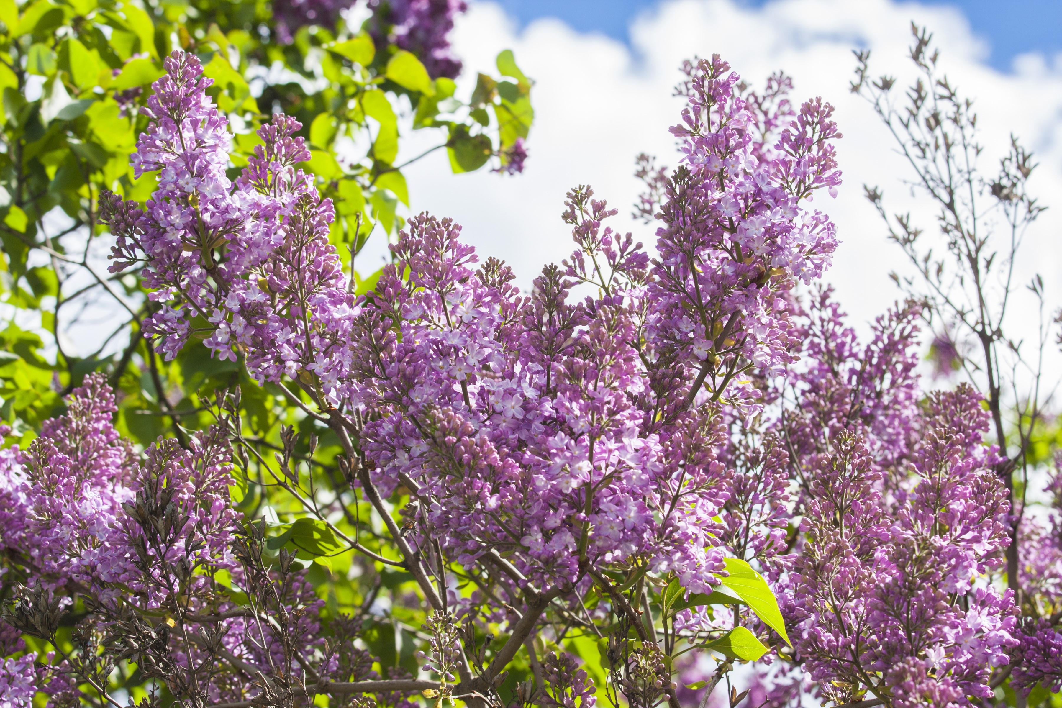 Purple Lilac Flowers on Branches HD Wallpaper