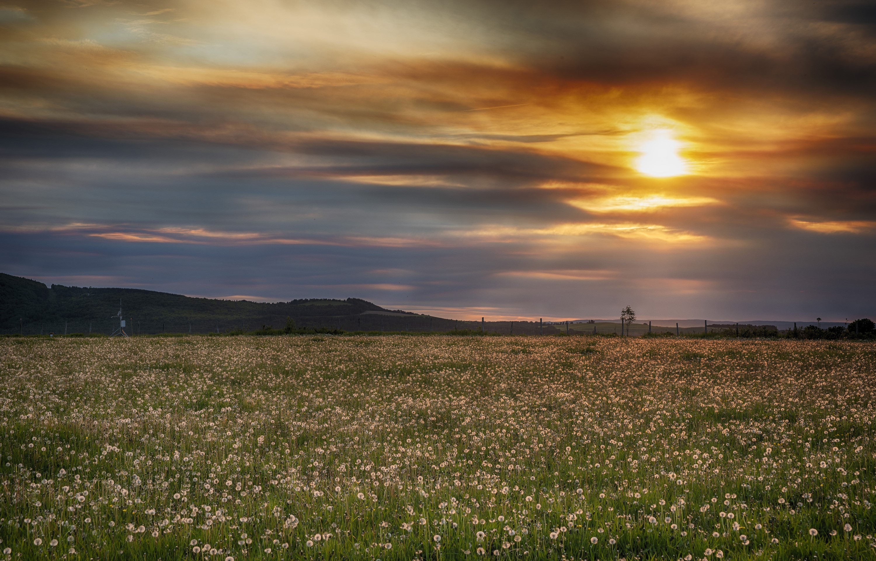 Field of dandelions at sunset HD Wallpaper