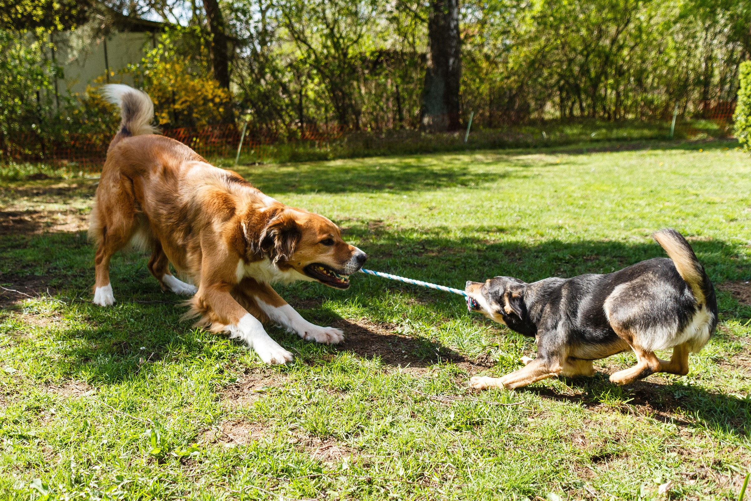Two dogs playing tug-of-war with a rope HD Wallpaper