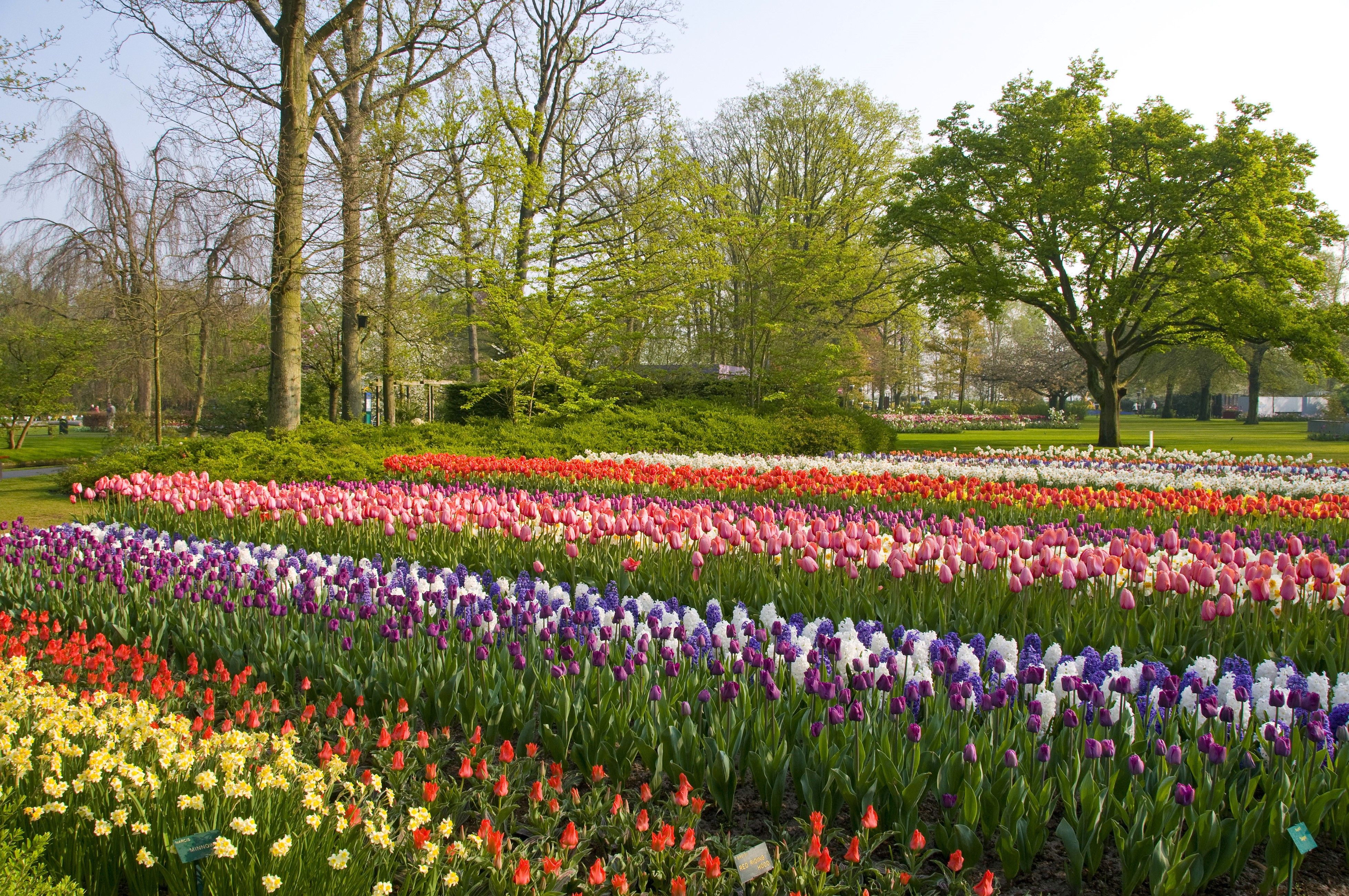 Keukenhof Gardens Lisse Netherlands Tulips Daffodils Hyacinths HD Wallpaper
