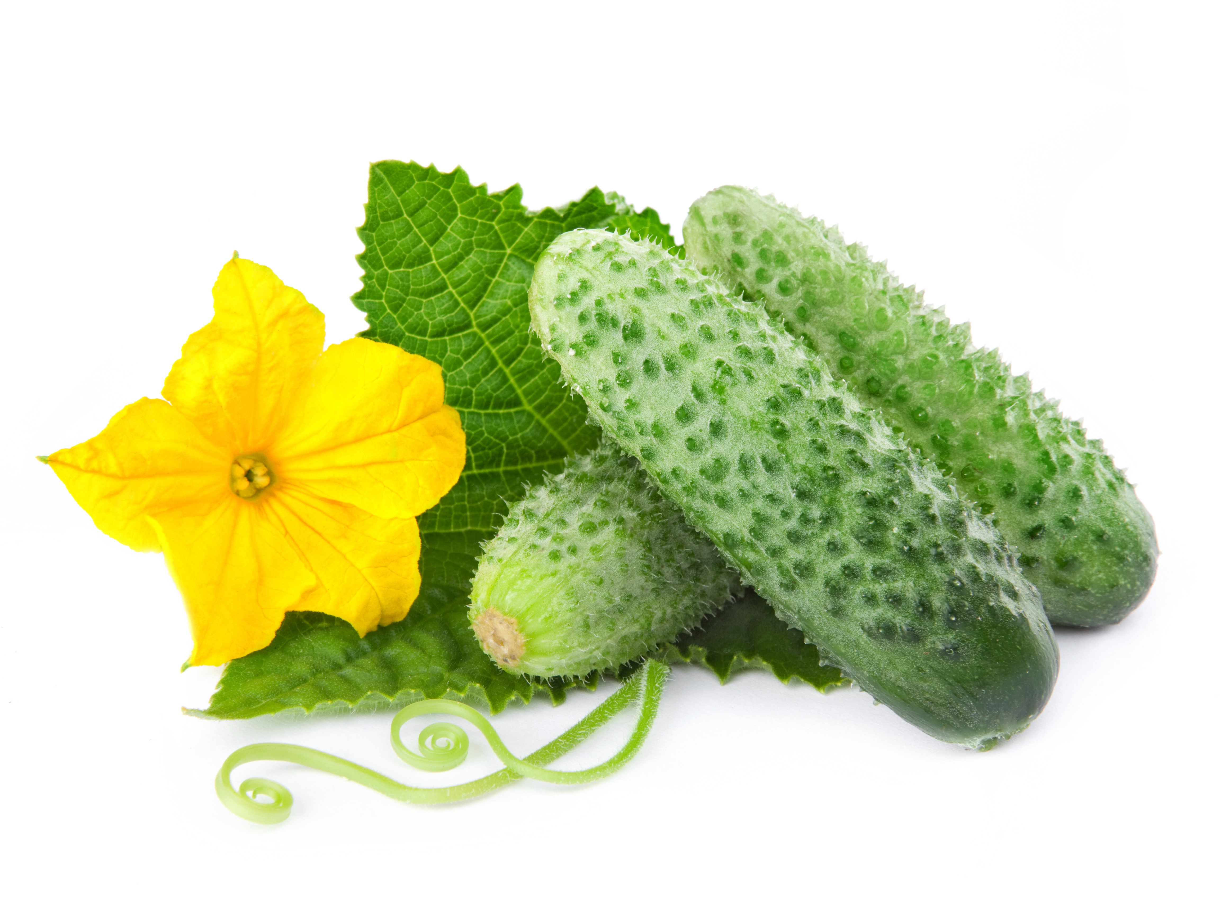 Cucumbers with flower and leaves HD Wallpaper