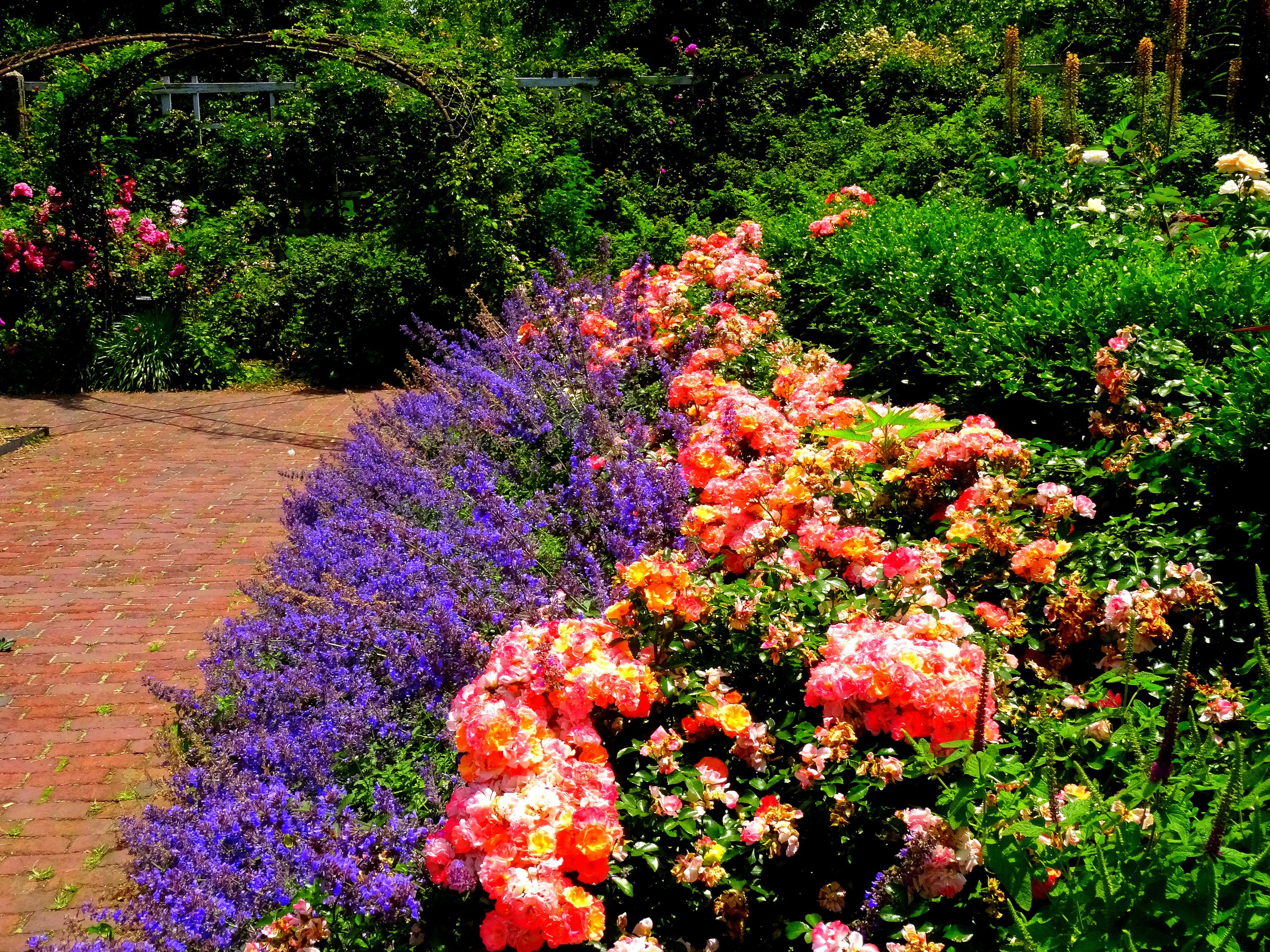 Brooklyn Botanic Garden with Roses and Delphinium HD Wallpaper