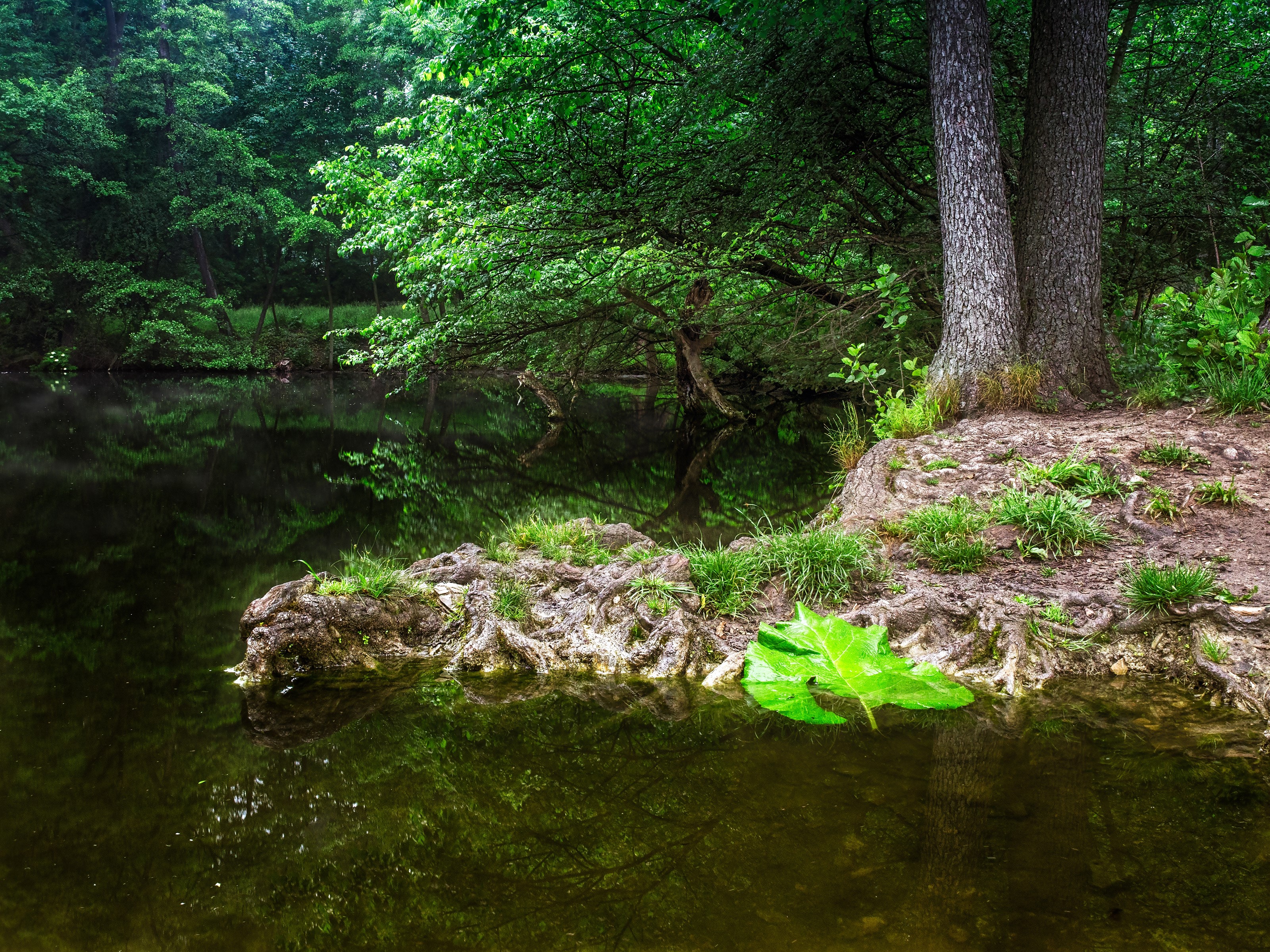 Trees reflected in a pond in a park HD Wallpaper