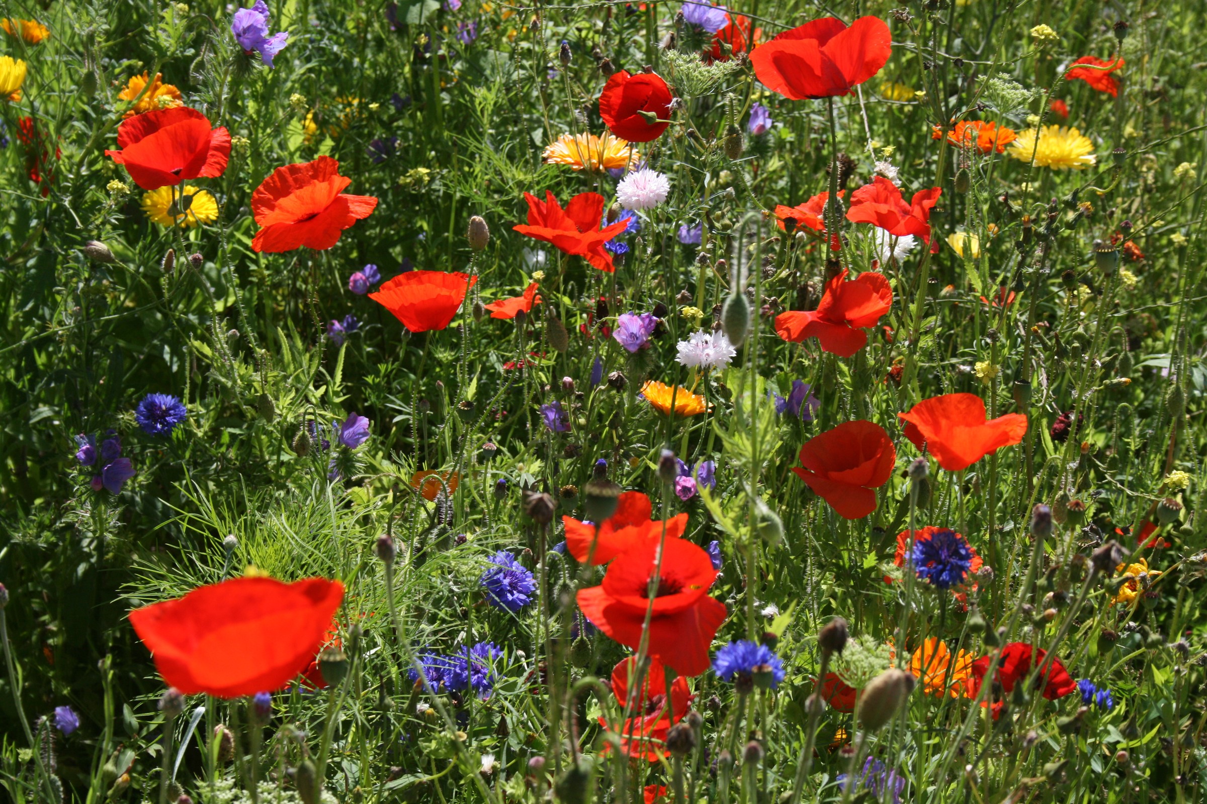 Field of red poppies and blue cornflowers HD Wallpaper