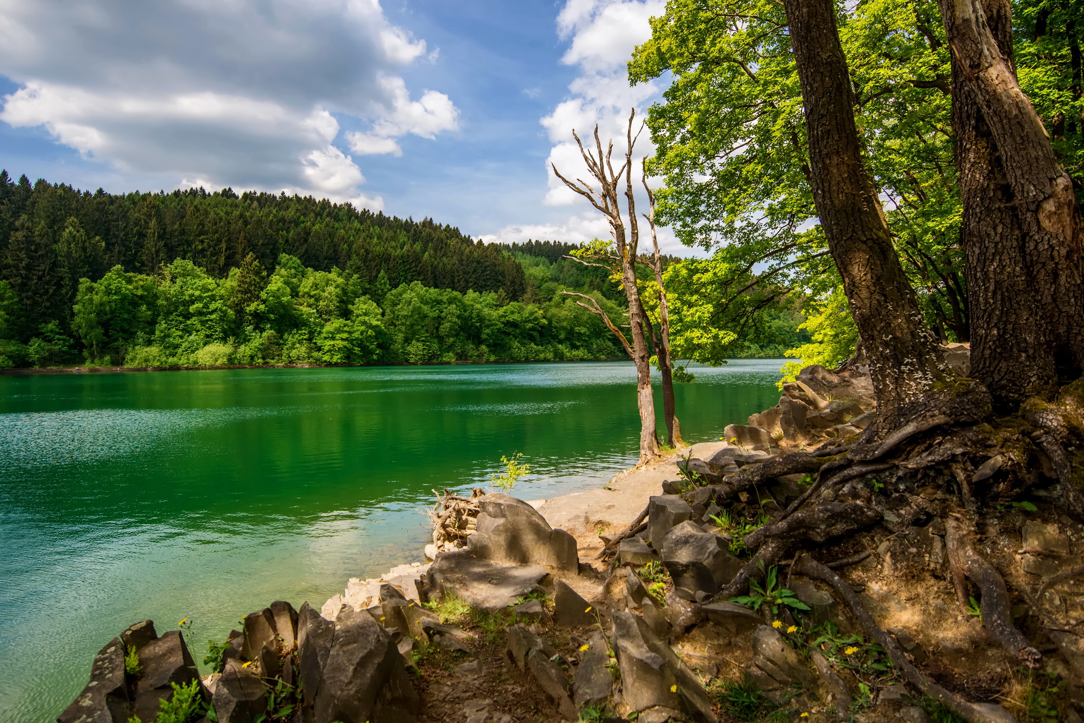 Green lake and forest in Sauerland, Germany HD Wallpaper