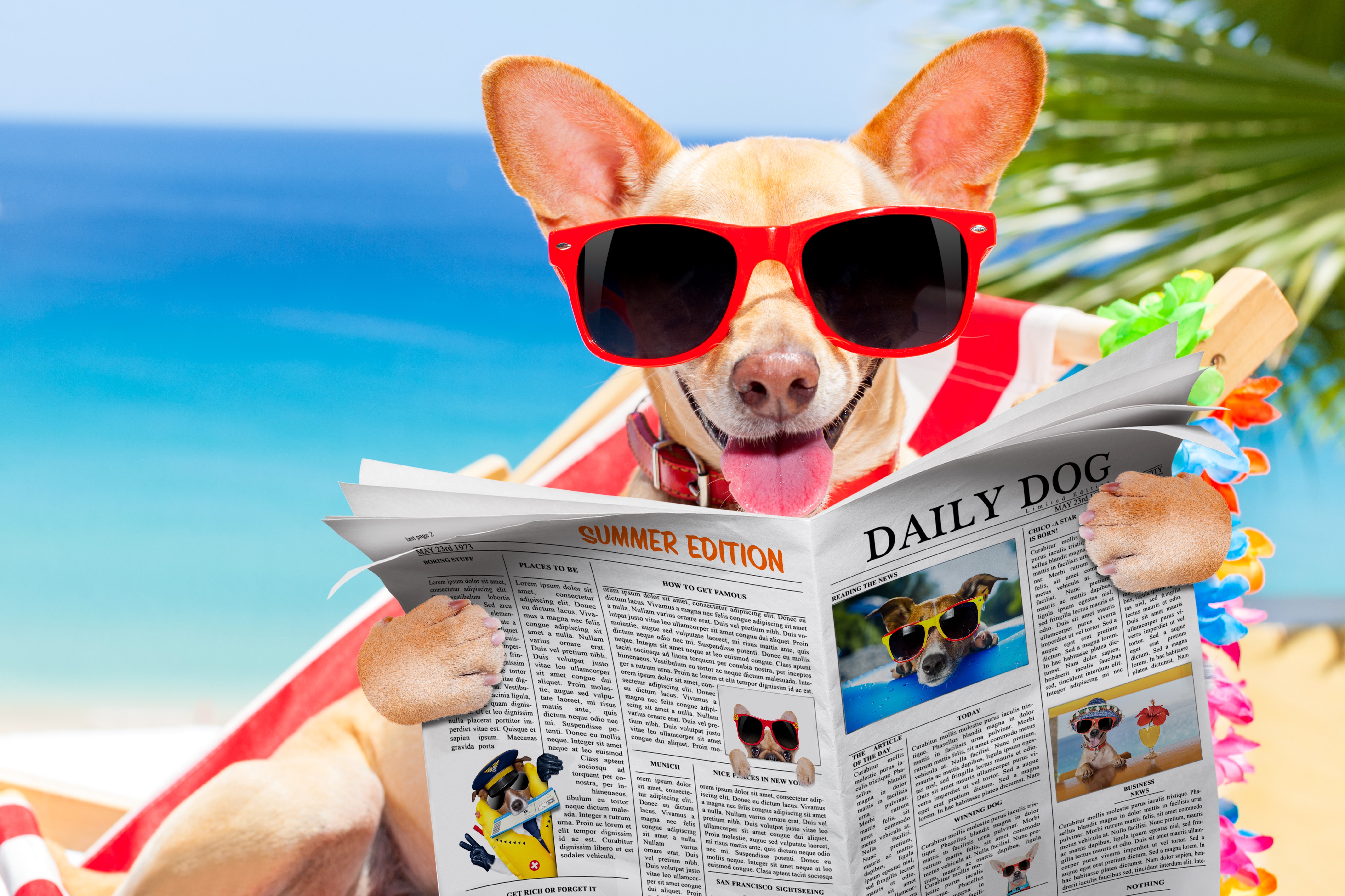 Chihuahua wearing sunglasses reads a newspaper on the beach HD Wallpaper