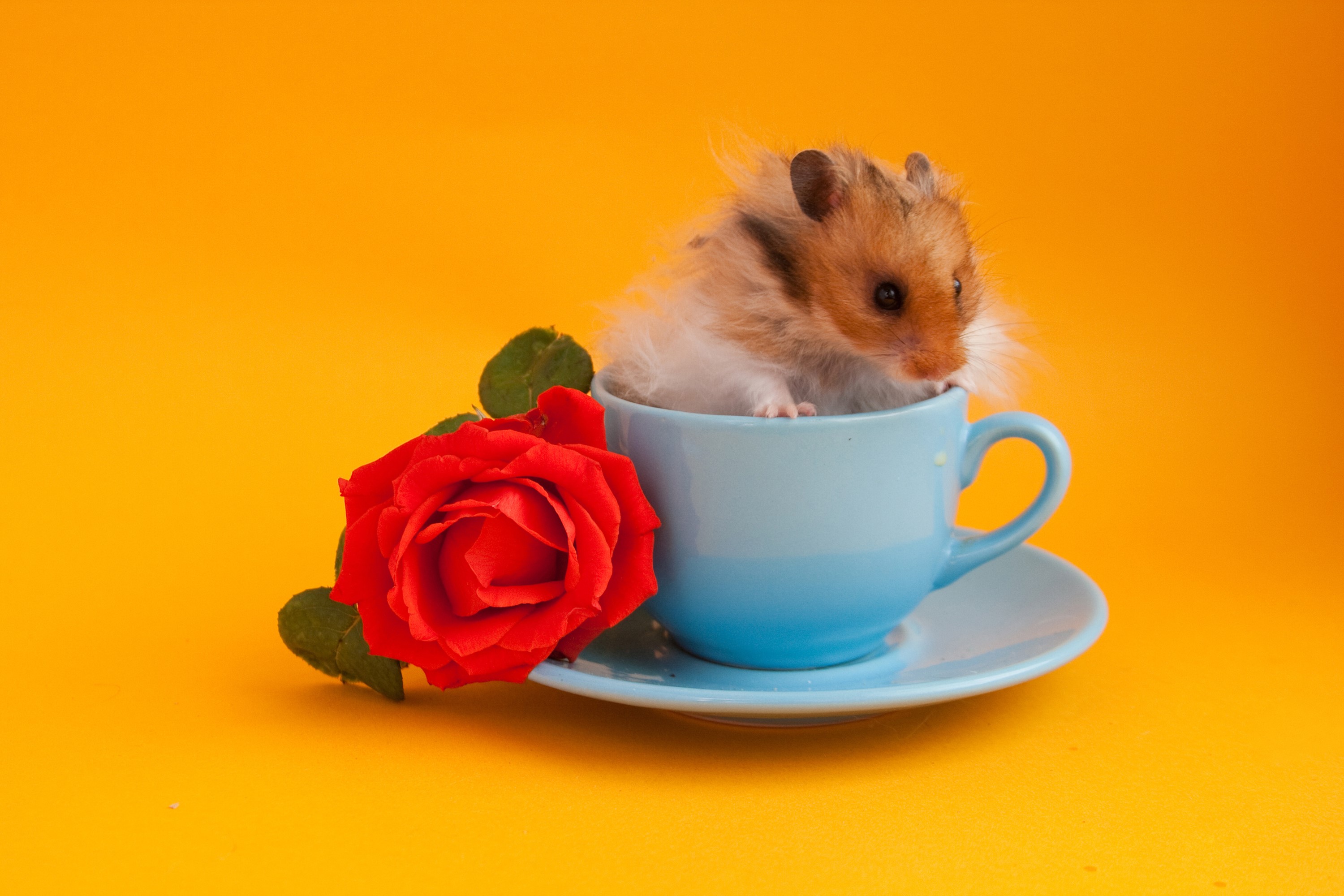 Hamster in a teacup with a red rose HD Wallpaper