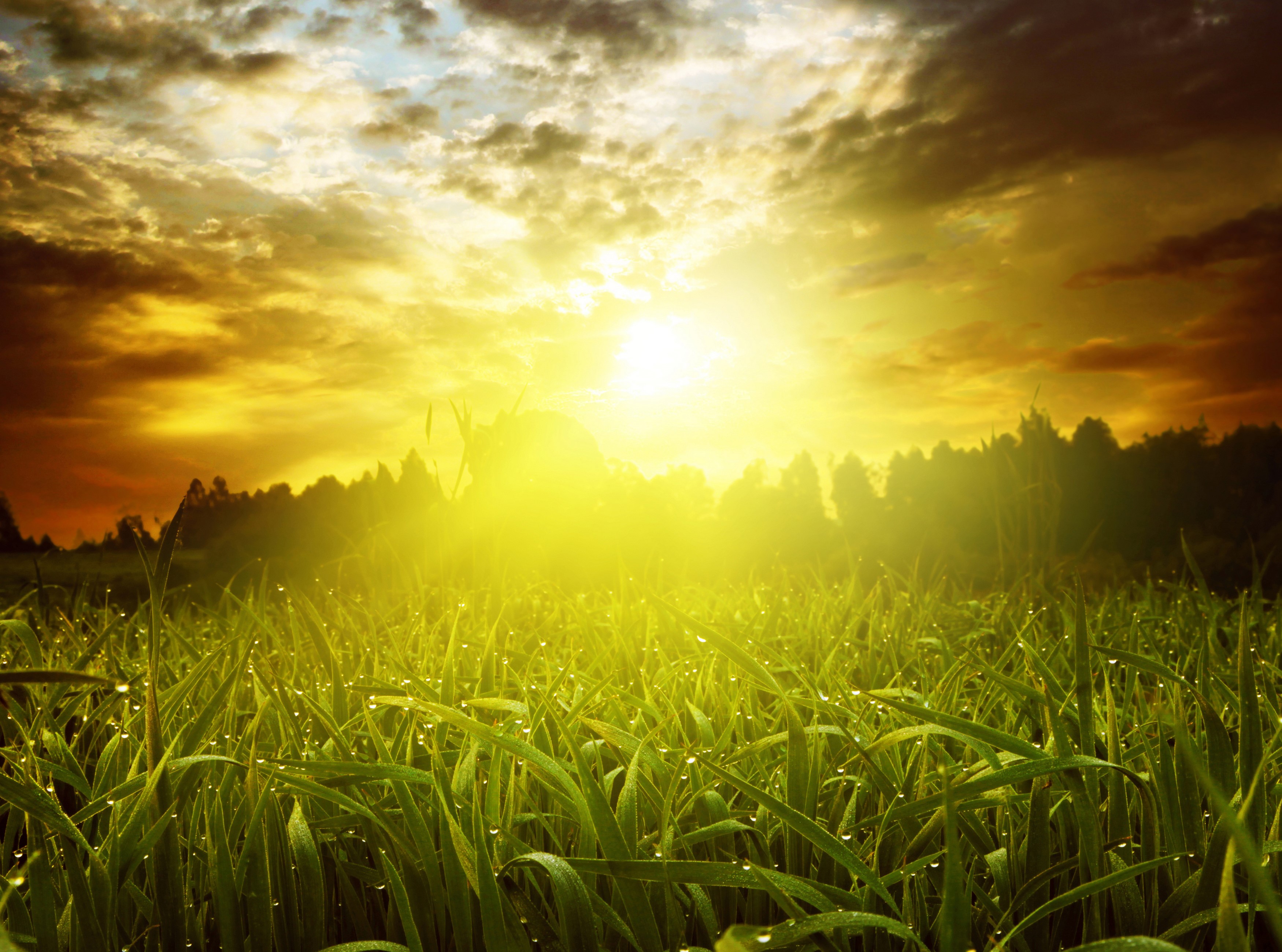 Sunrise over a grassy field with dew drops HD Wallpaper