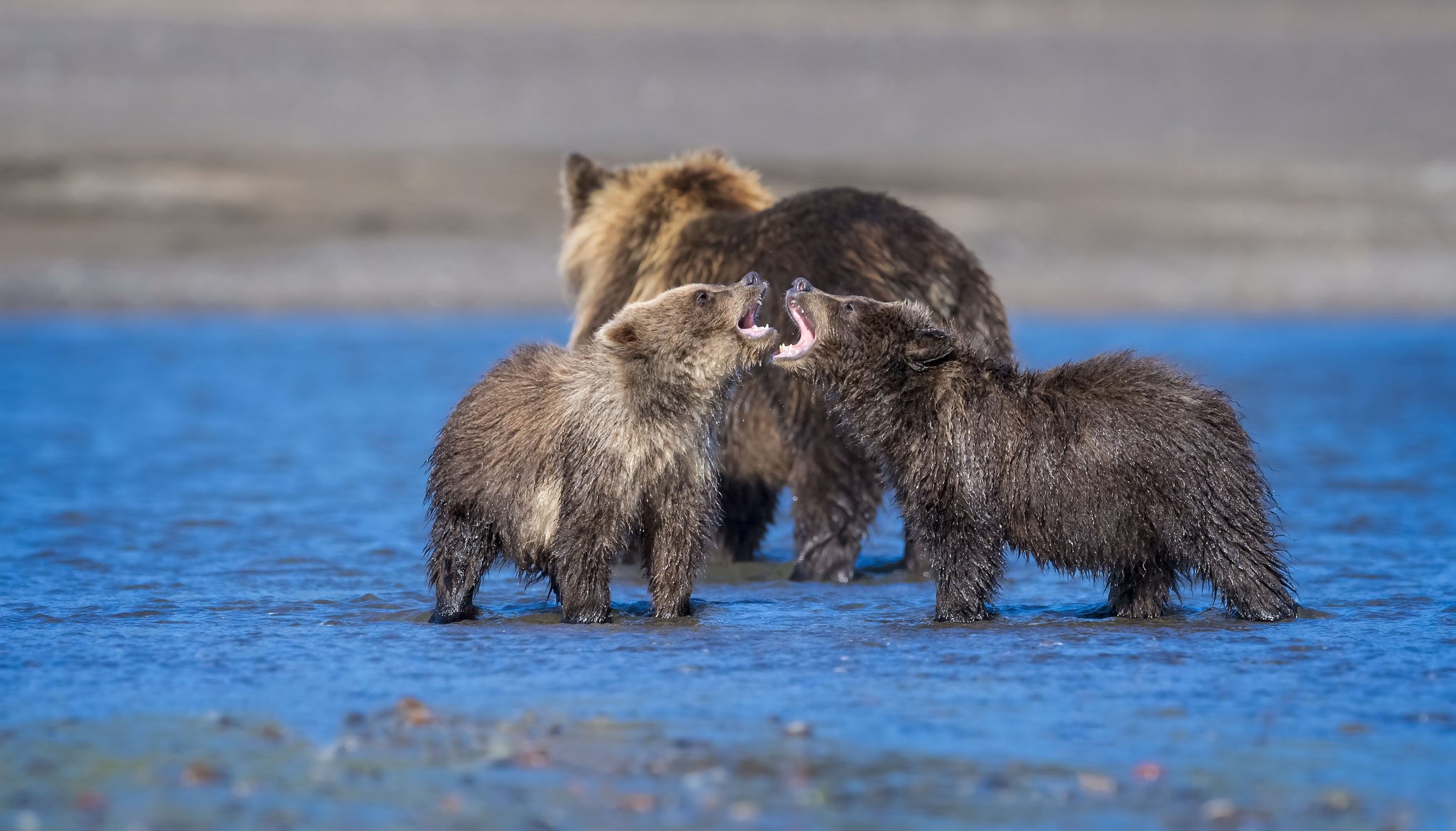 Three Brown Bears, Two Cubs Roaring in Water HD Wallpaper