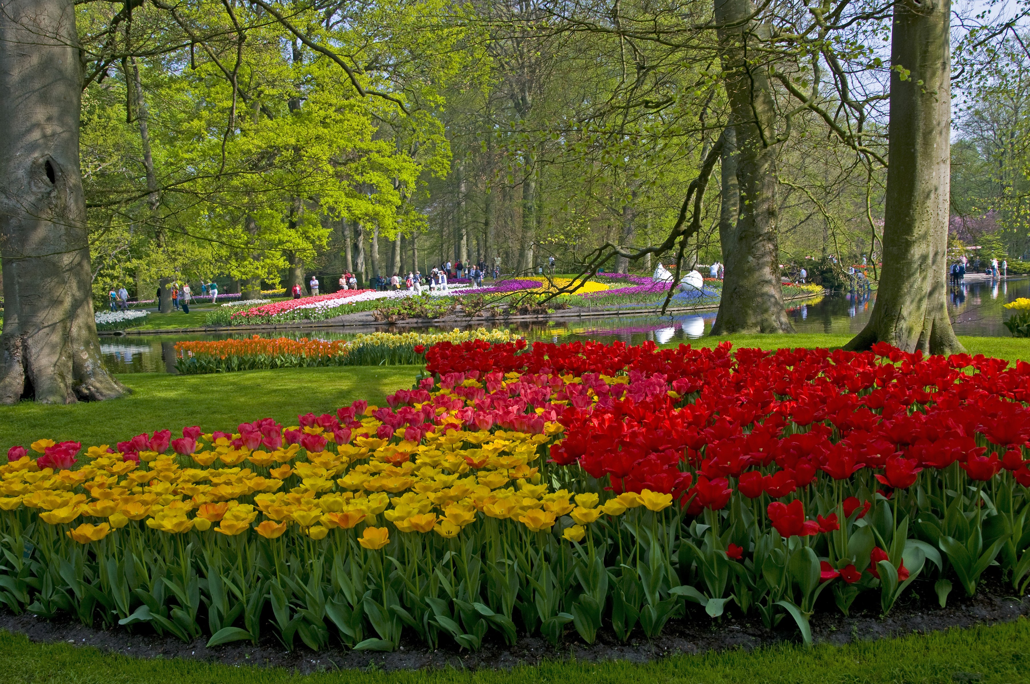 Vibrant Tulip Gardens at Keukenhof Lisse HD Wallpaper