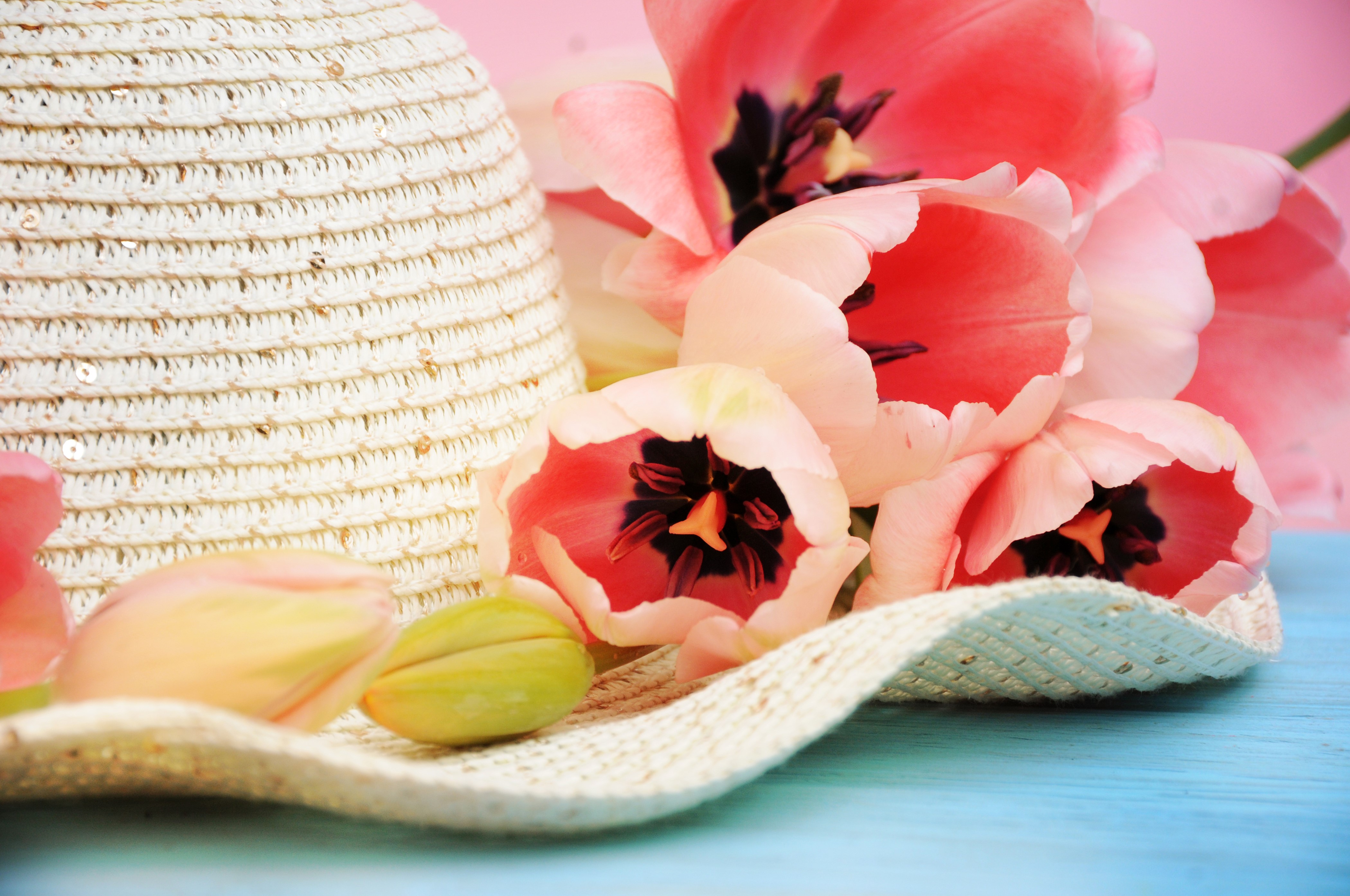 4K Tulips and Hat HD Wallpaper