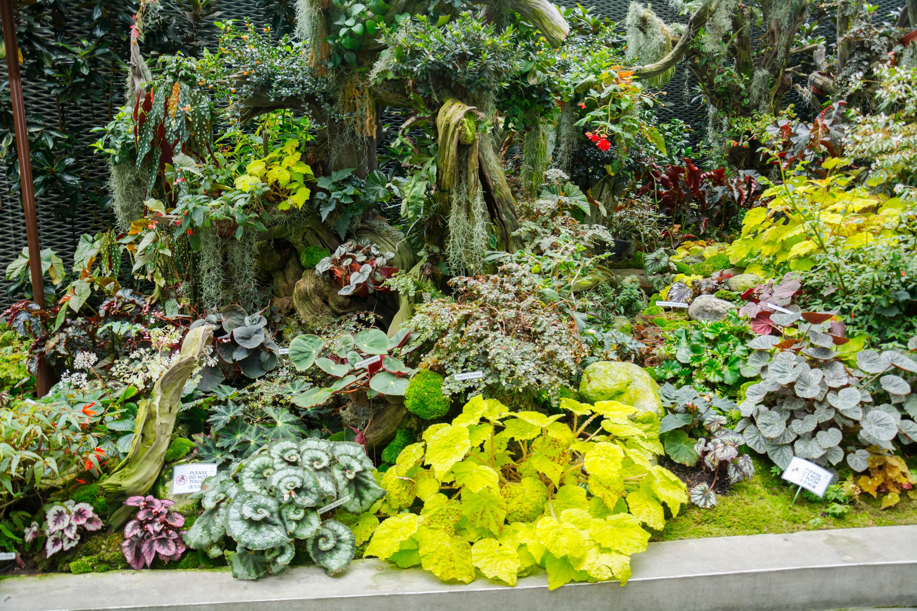 Tropical Conservatory with Diverse Plants HD Wallpaper