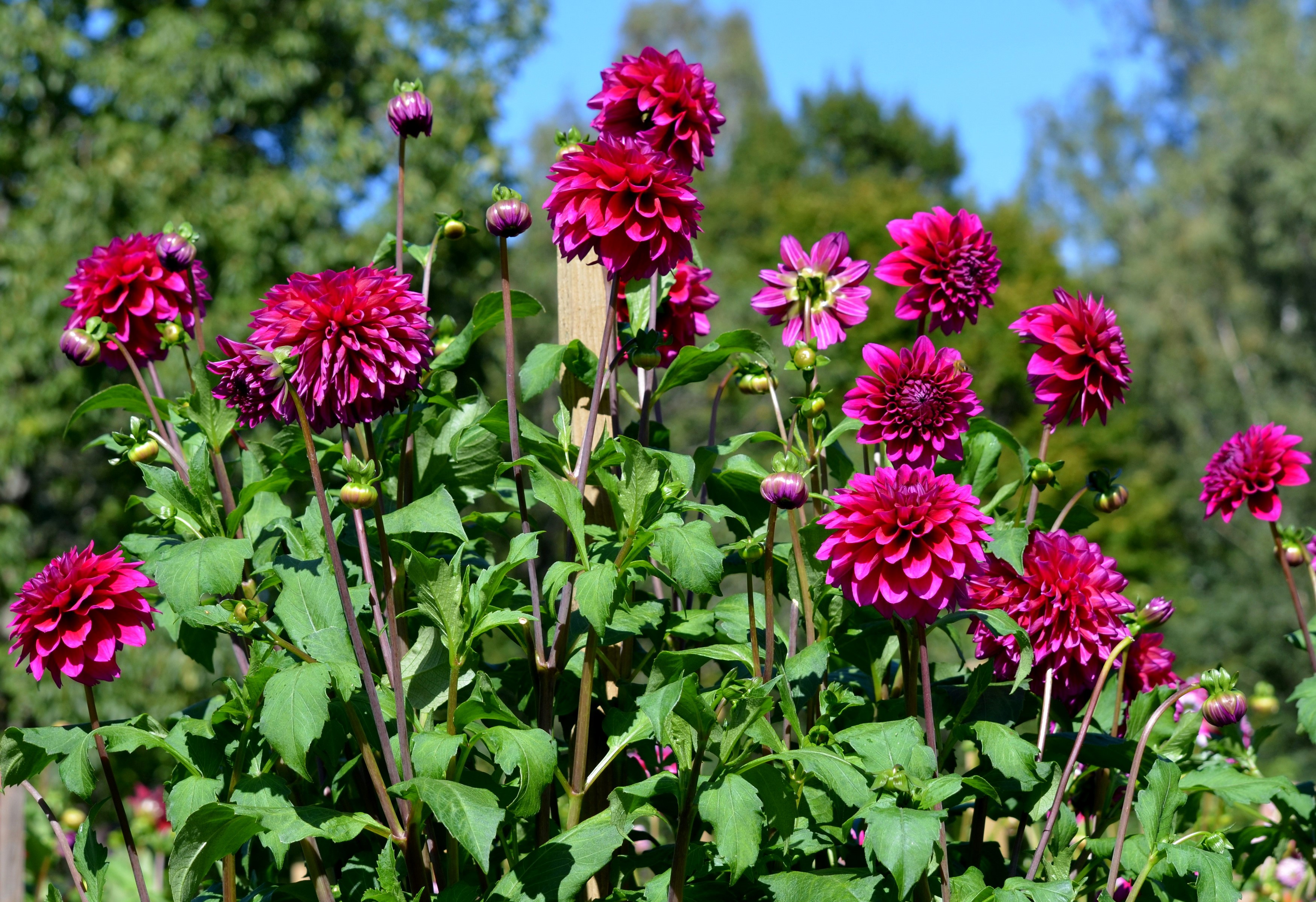 Deep pink dahlias in a garden HD Wallpaper