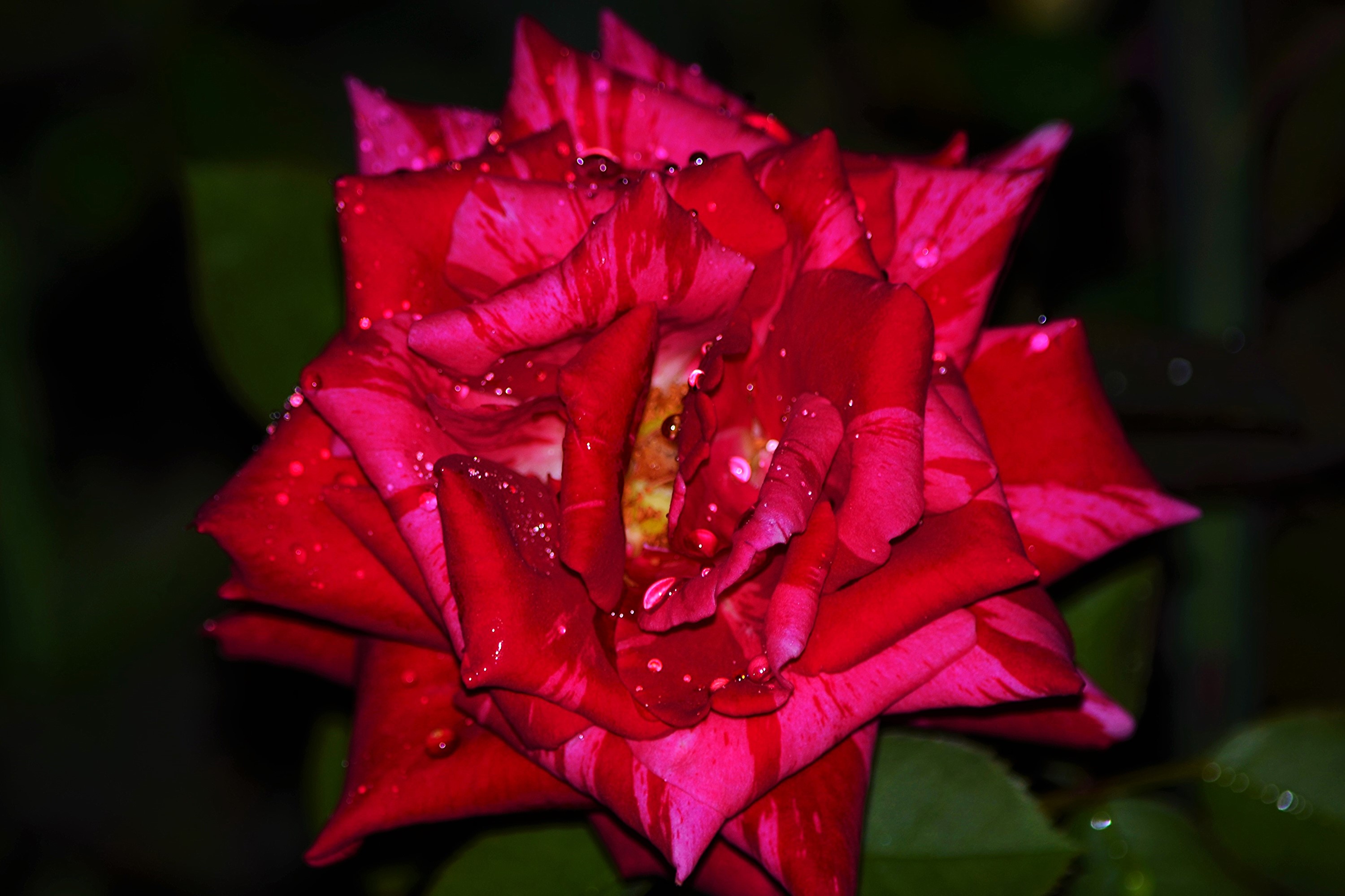 Red and pink striped rose with water droplets HD Wallpaper
