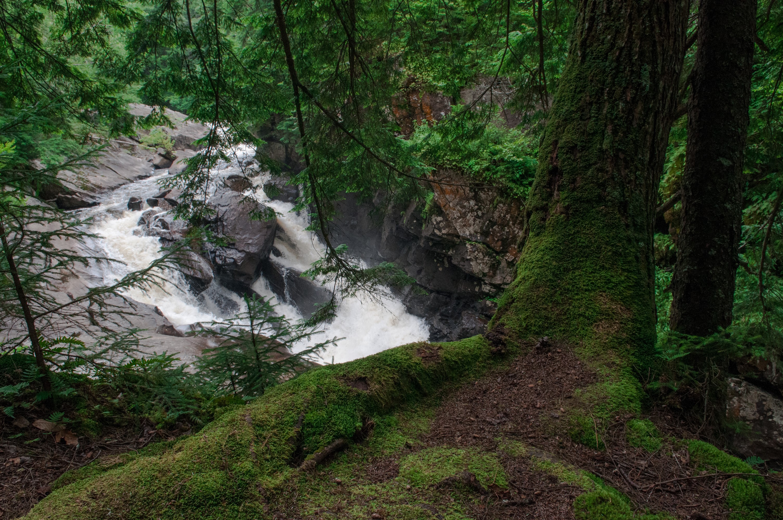 Auger Falls waterfall with mossy trees and branches HD Wallpaper