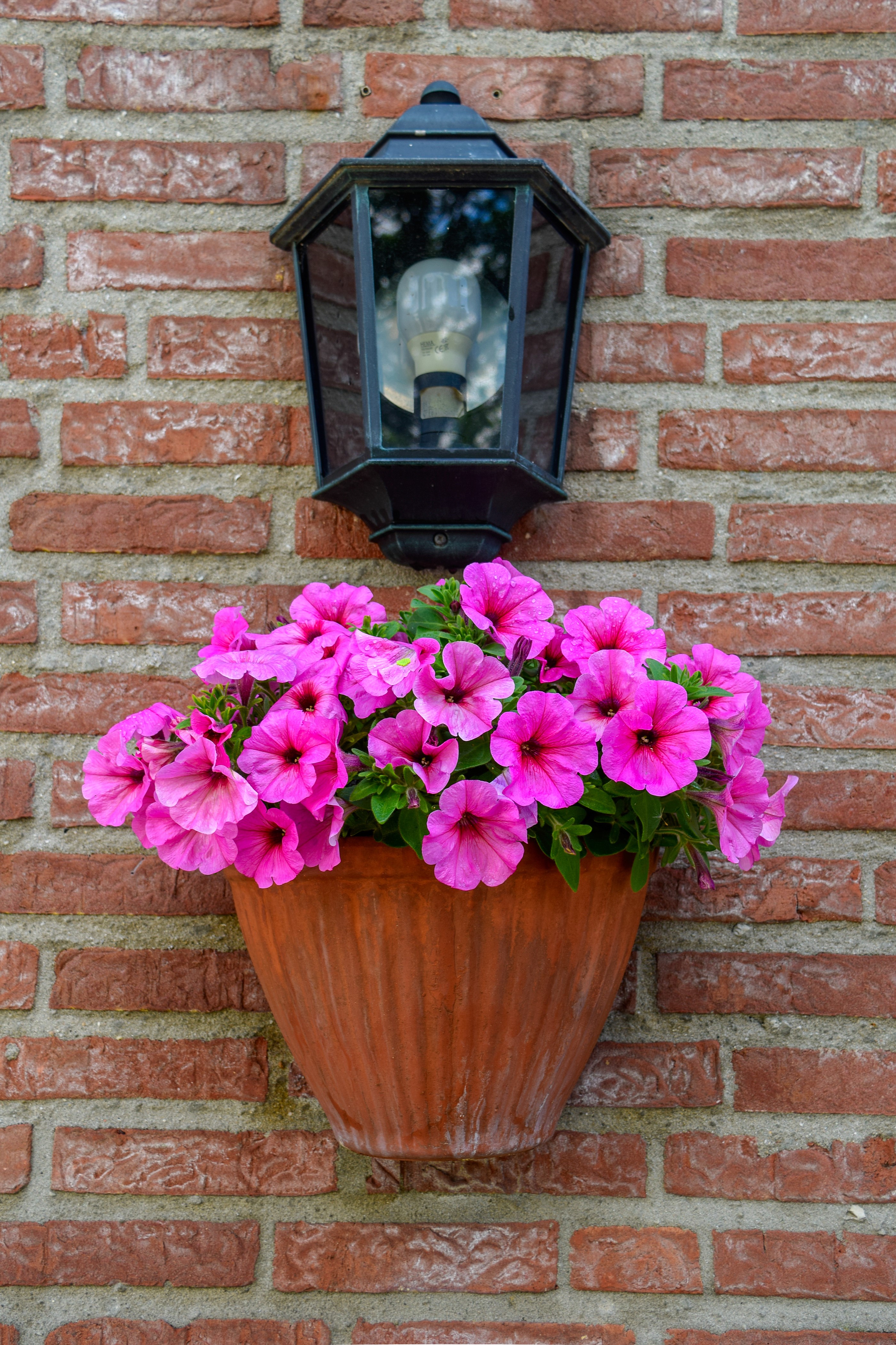 Pink petunias in a terracotta pot hanging on a brick wall with a lantern HD Phone Wallpaper