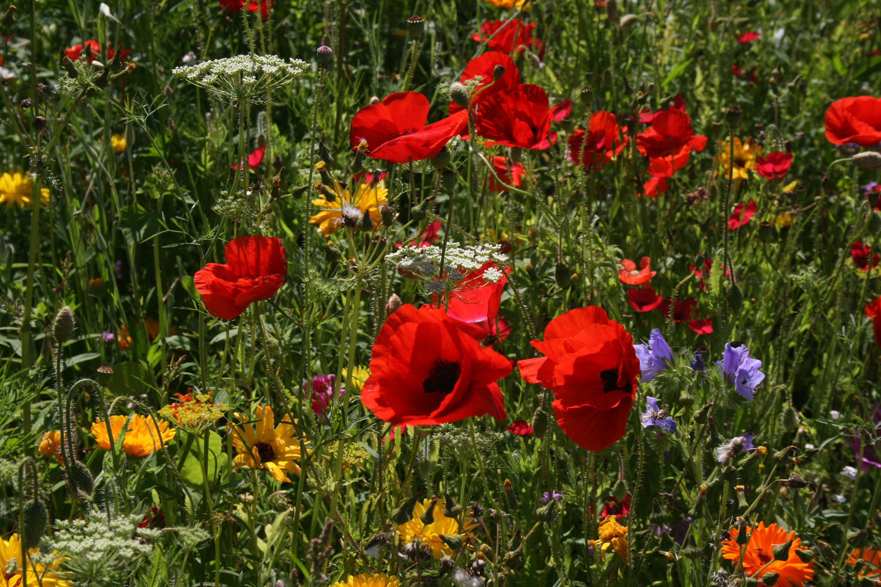 Field of Poppies and Wildflowers HD Wallpaper