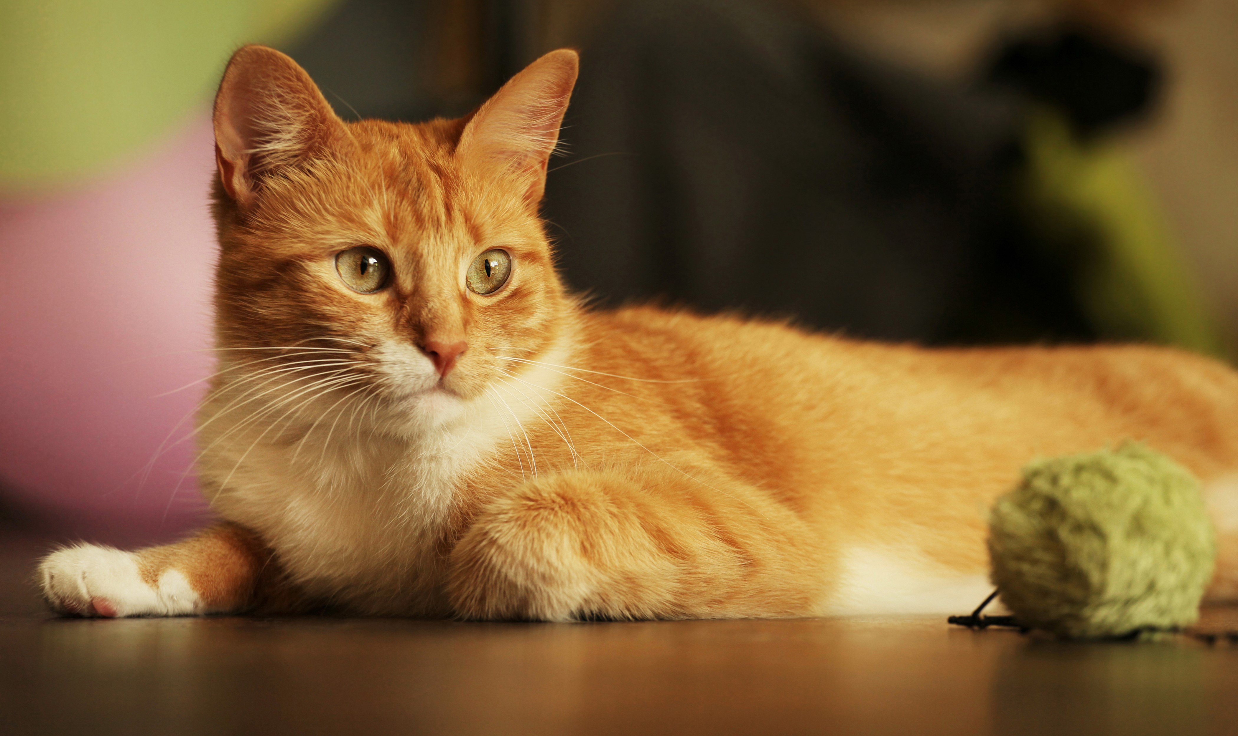 Ginger cat with green eyes and a ball of yarn HD Wallpaper