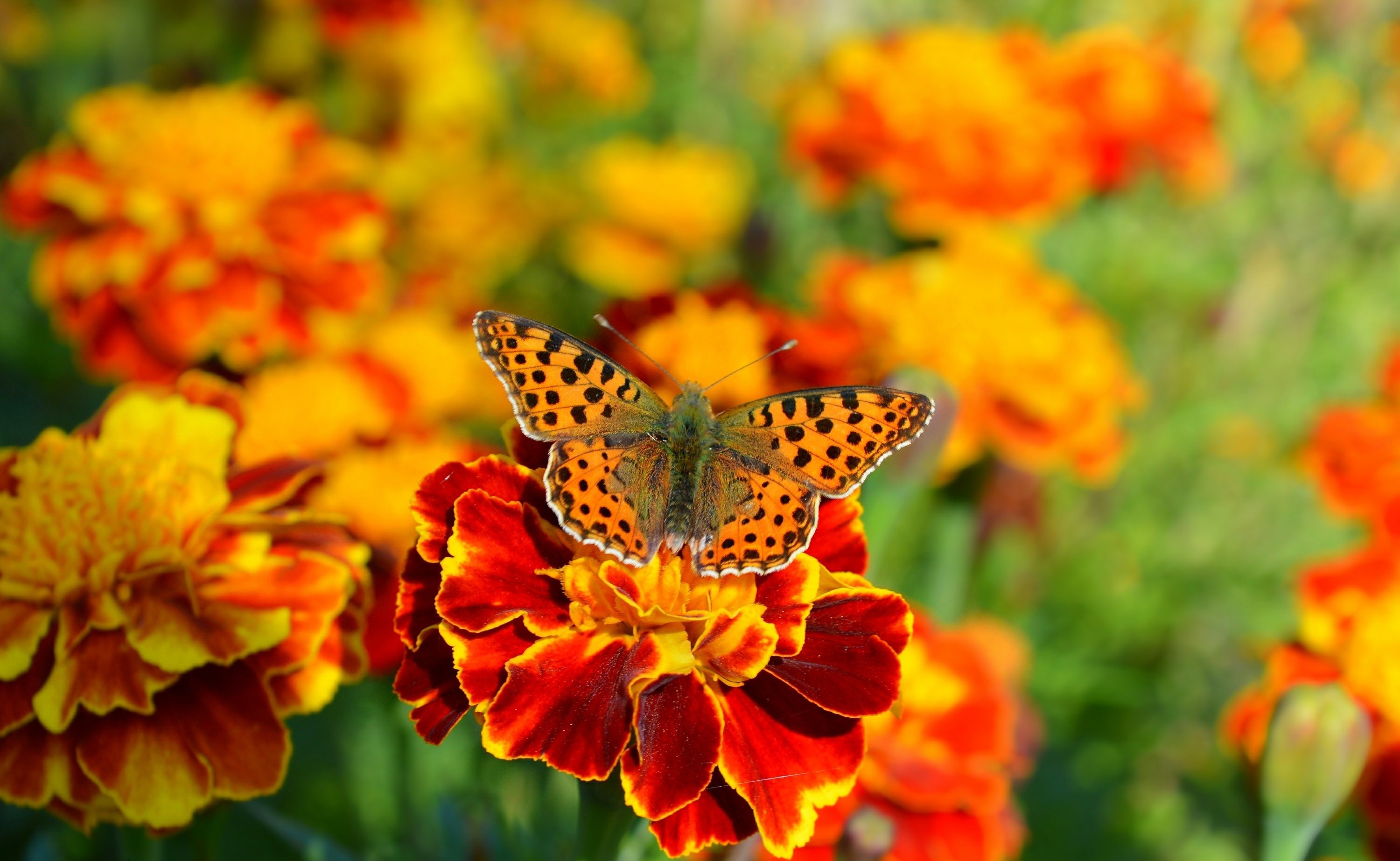 Butterfly on a Marigold Flower HD Wallpaper