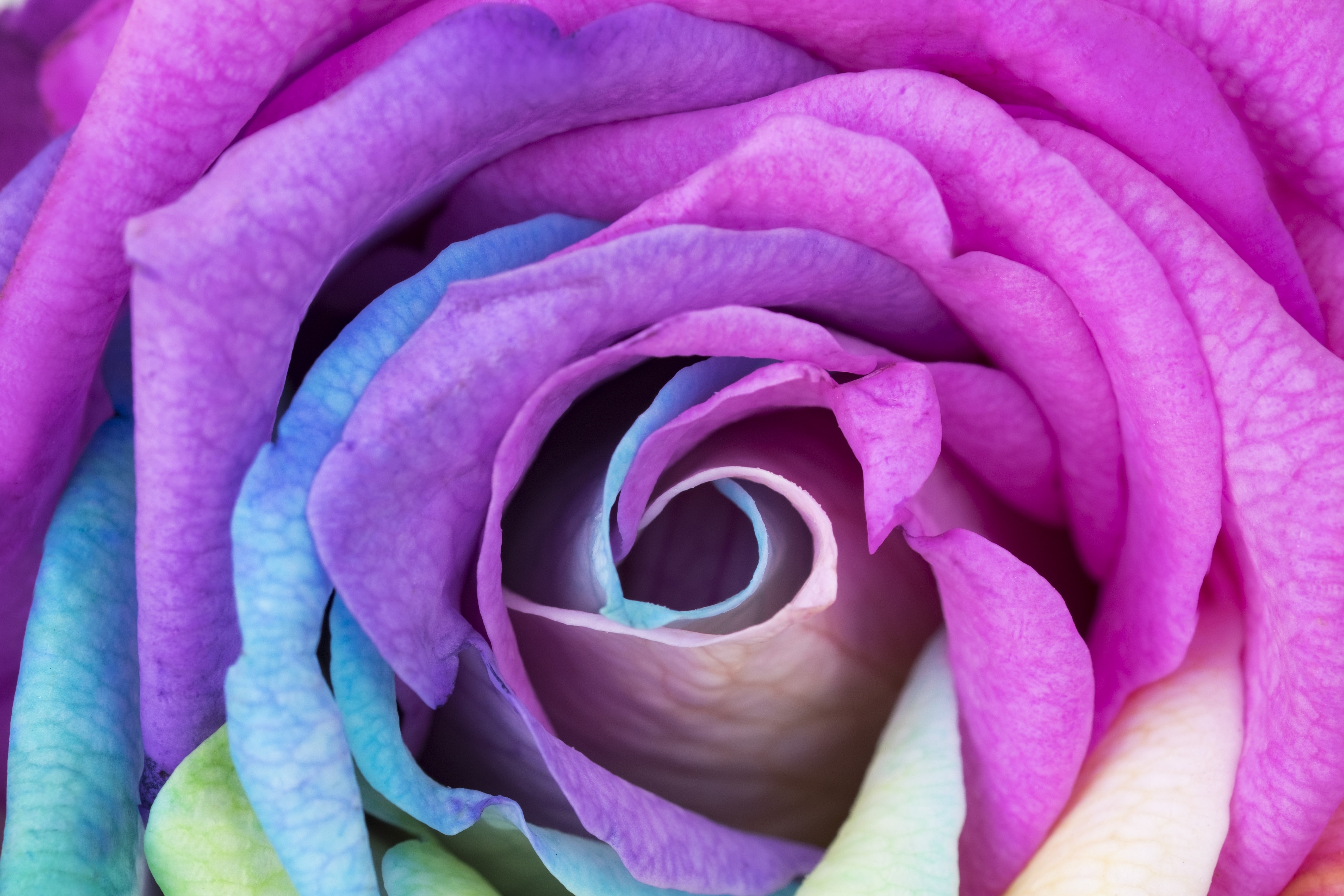 Closeup of a rainbow rose with violet petals HD Wallpaper