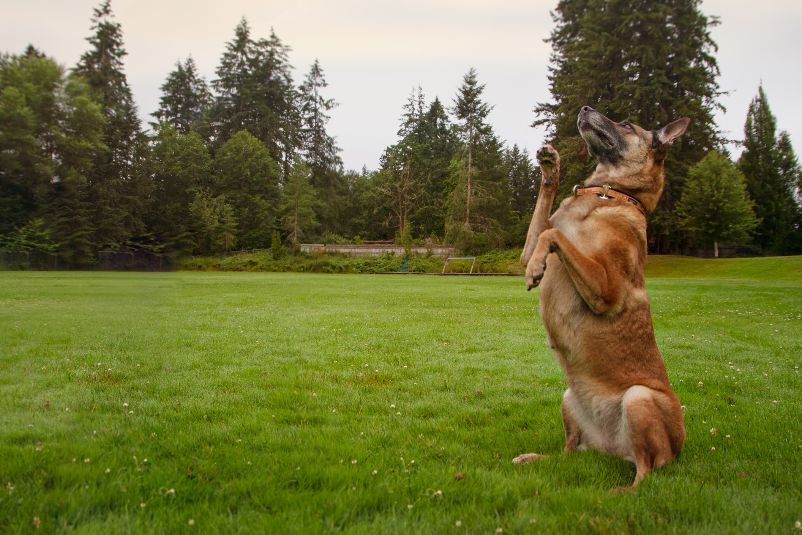 Belgian Malinois dog sitting up in a grassy field HD Wallpaper
