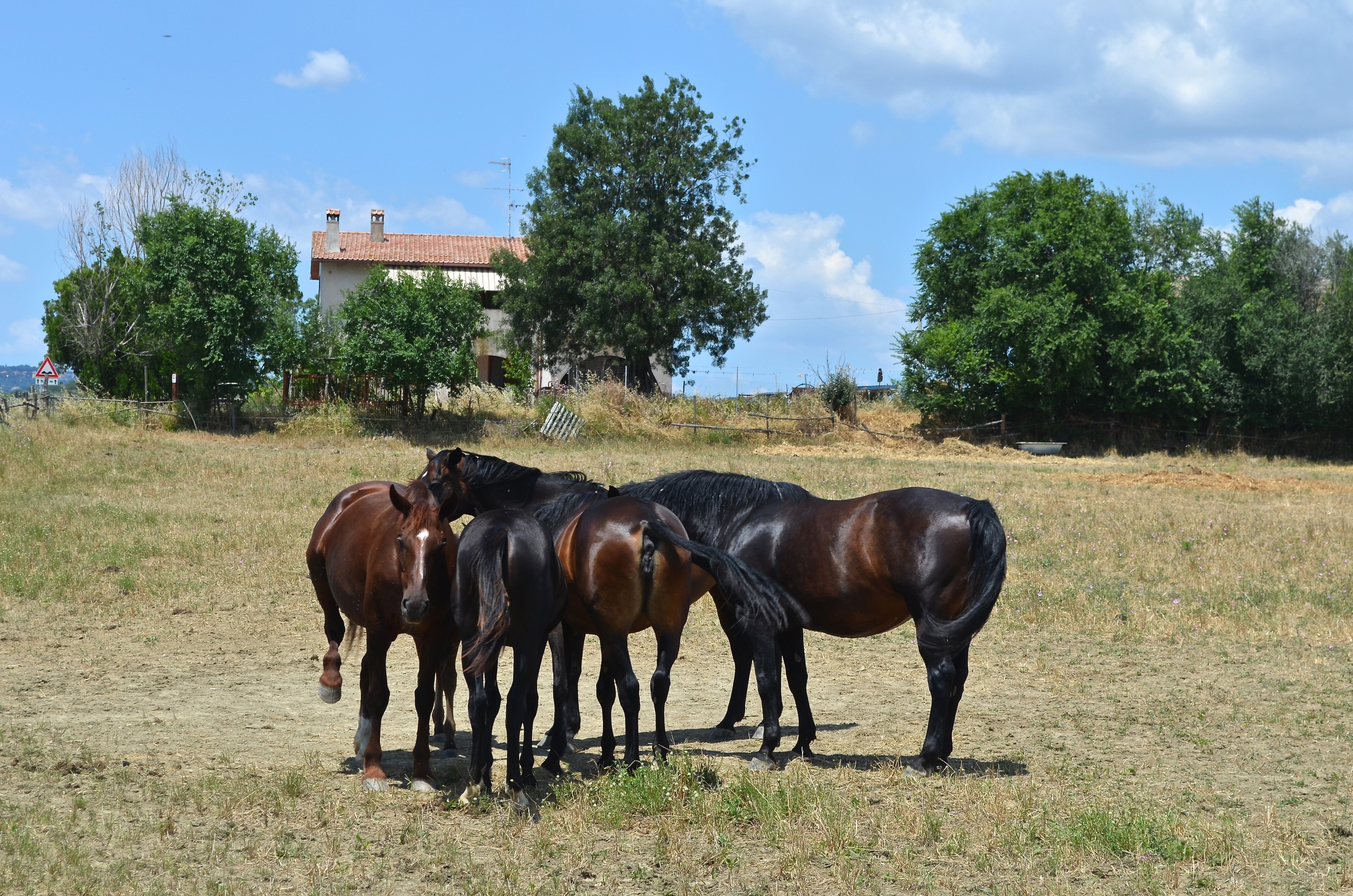 Horses in a field near a house HD Wallpaper
