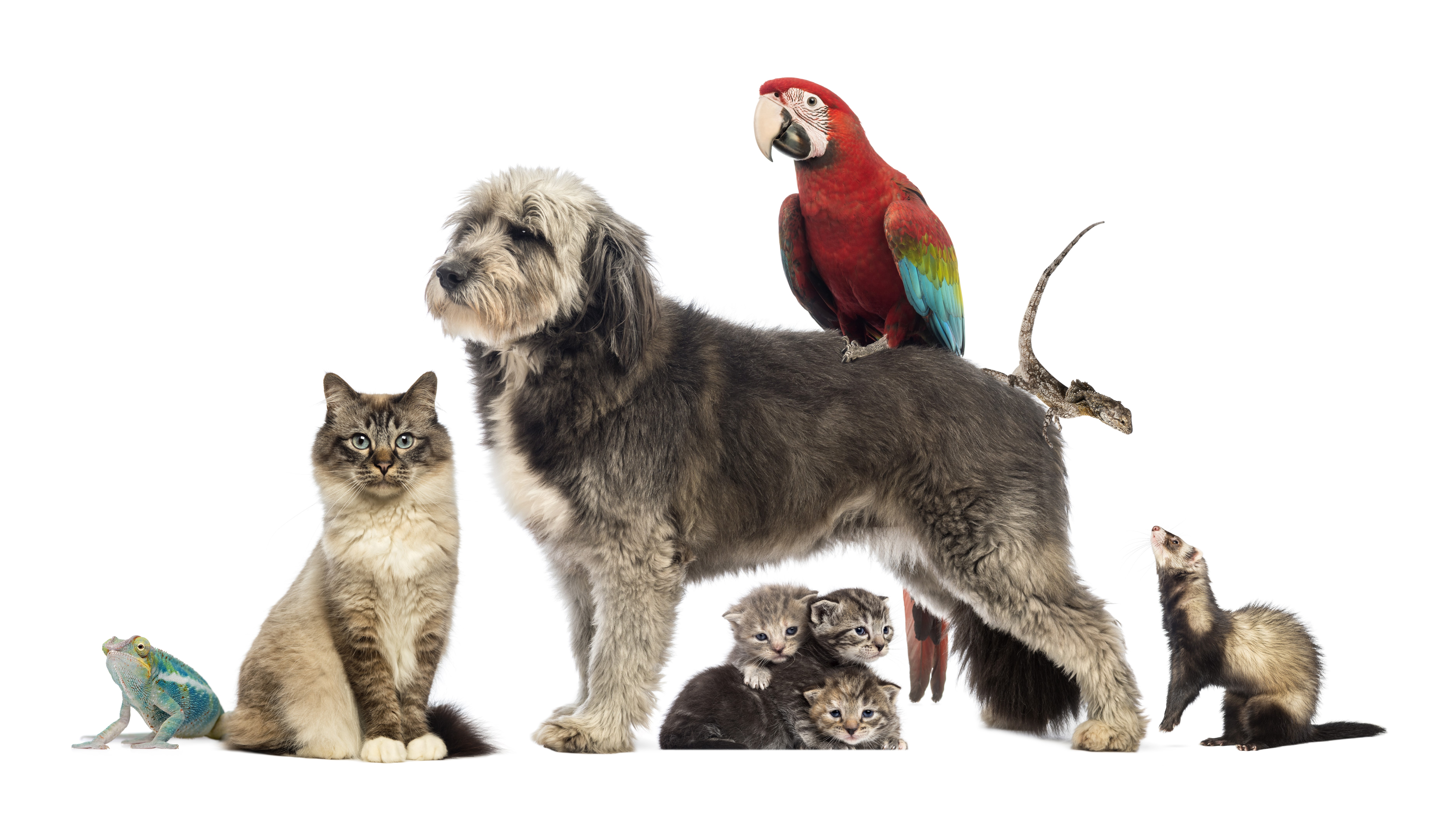Dog, Cats, Kittens, Parrot, Ferret, Lizard, Frog HD Wallpaper