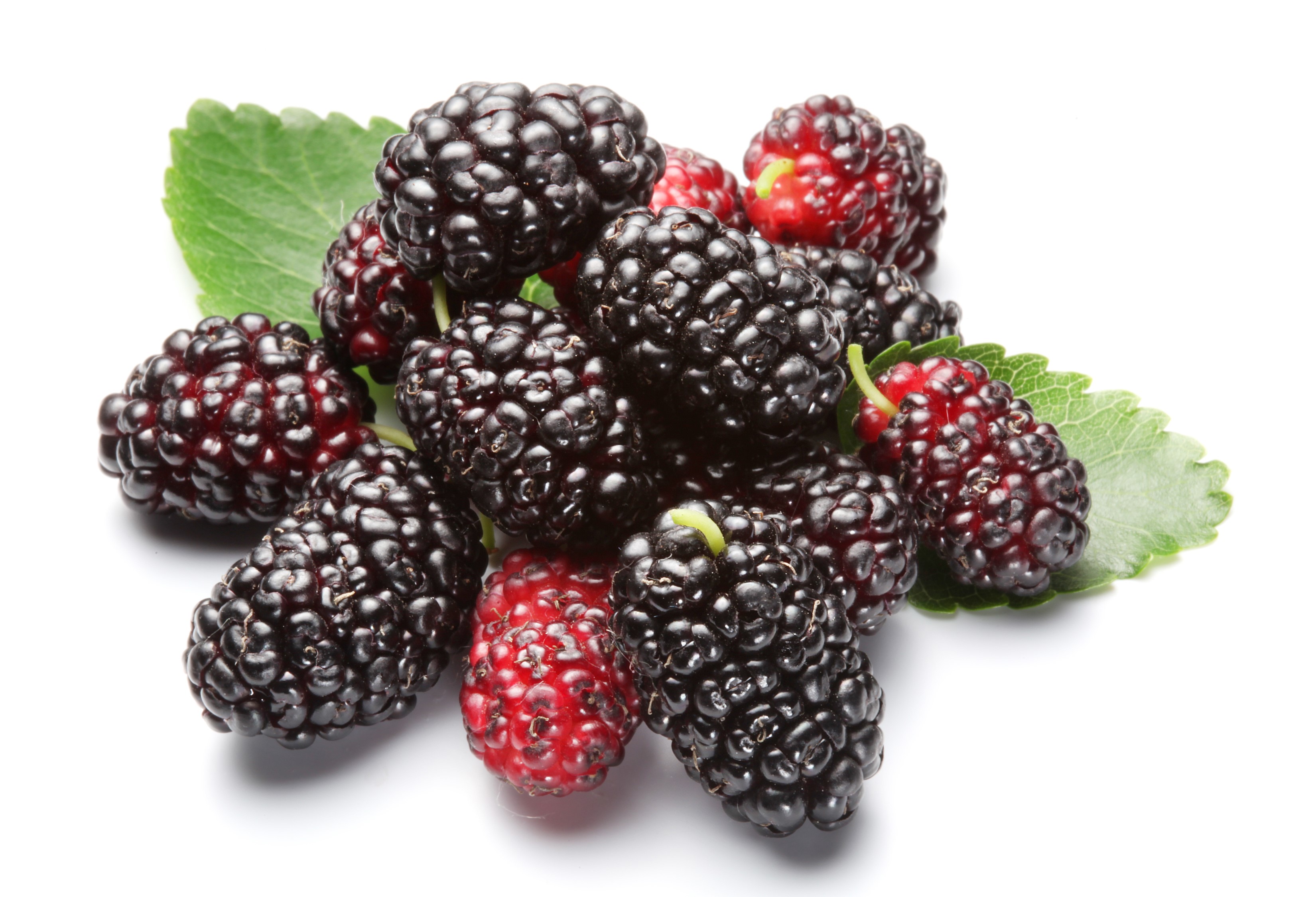 Blackberries and leaves on white background HD Wallpaper