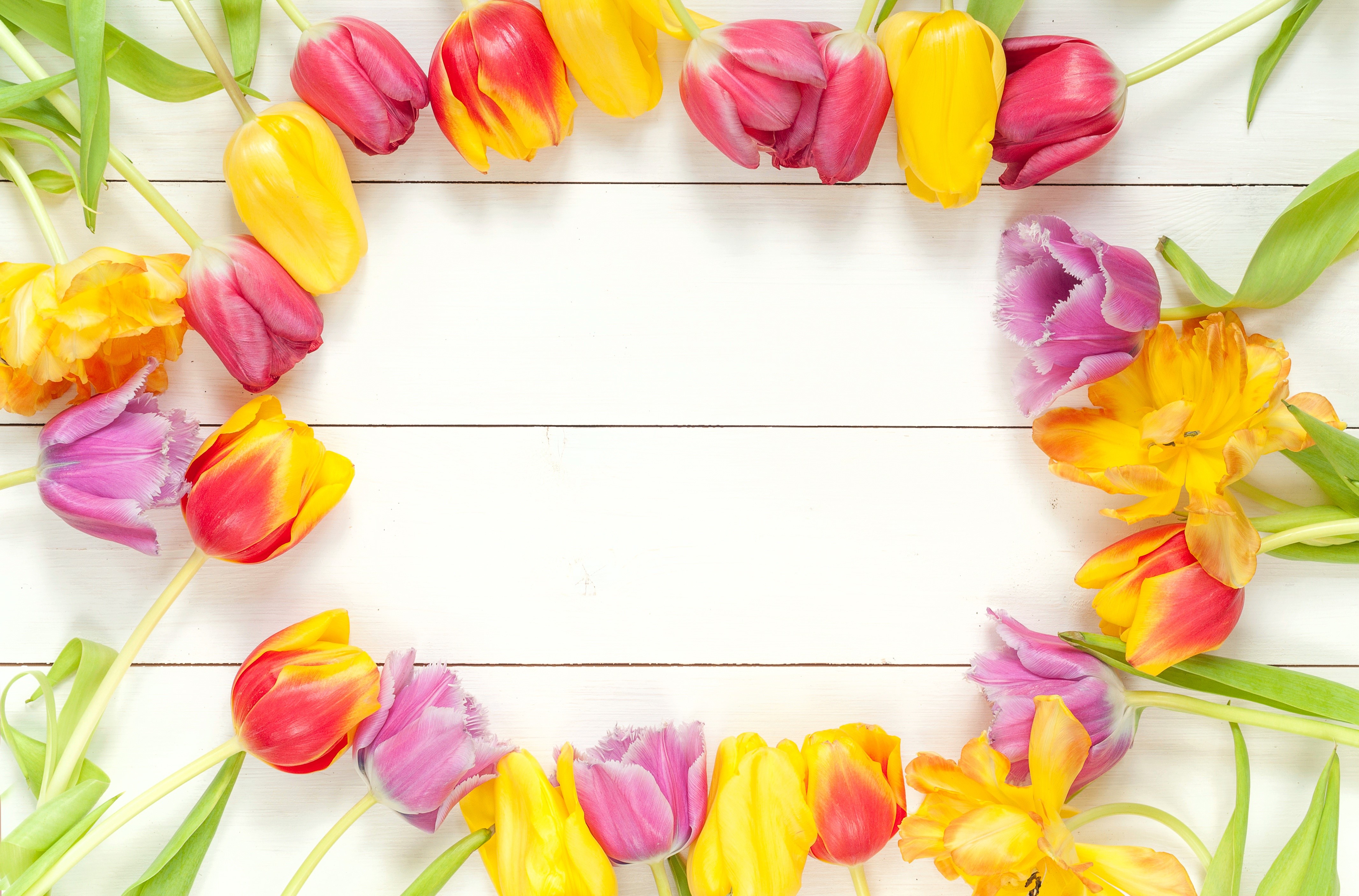 4K Tulips on Wood Planks HD Wallpaper