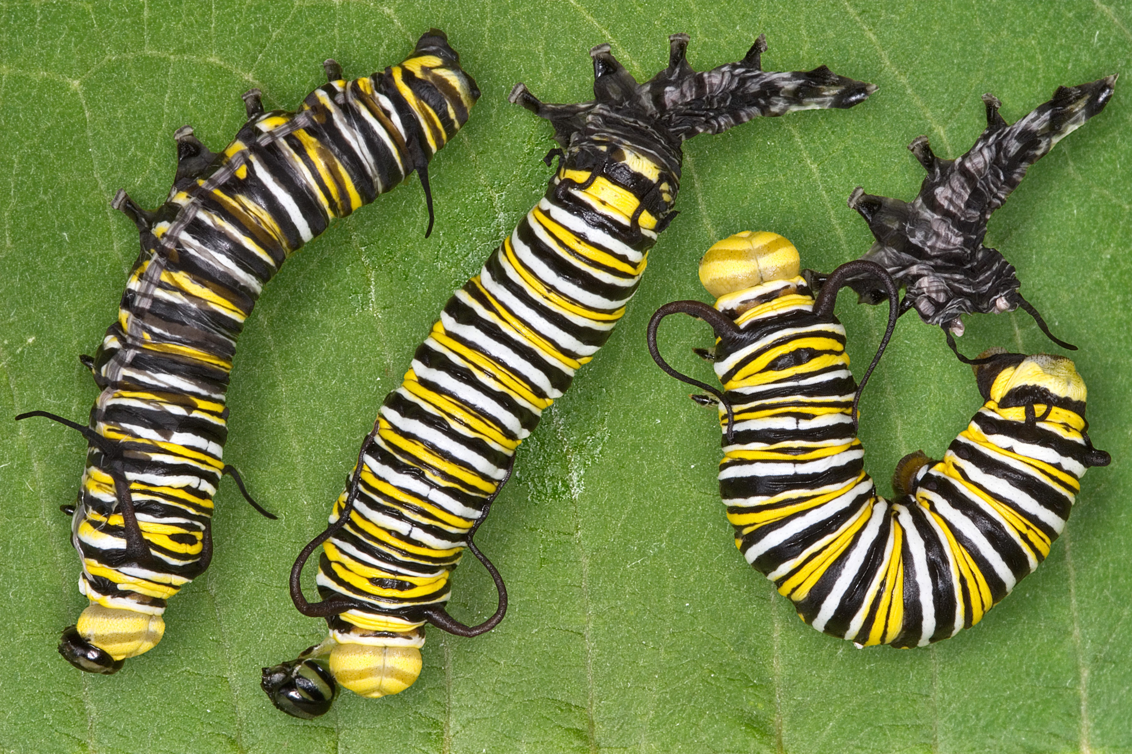 Three Monarch Caterpillars on a Leaf HD Wallpaper