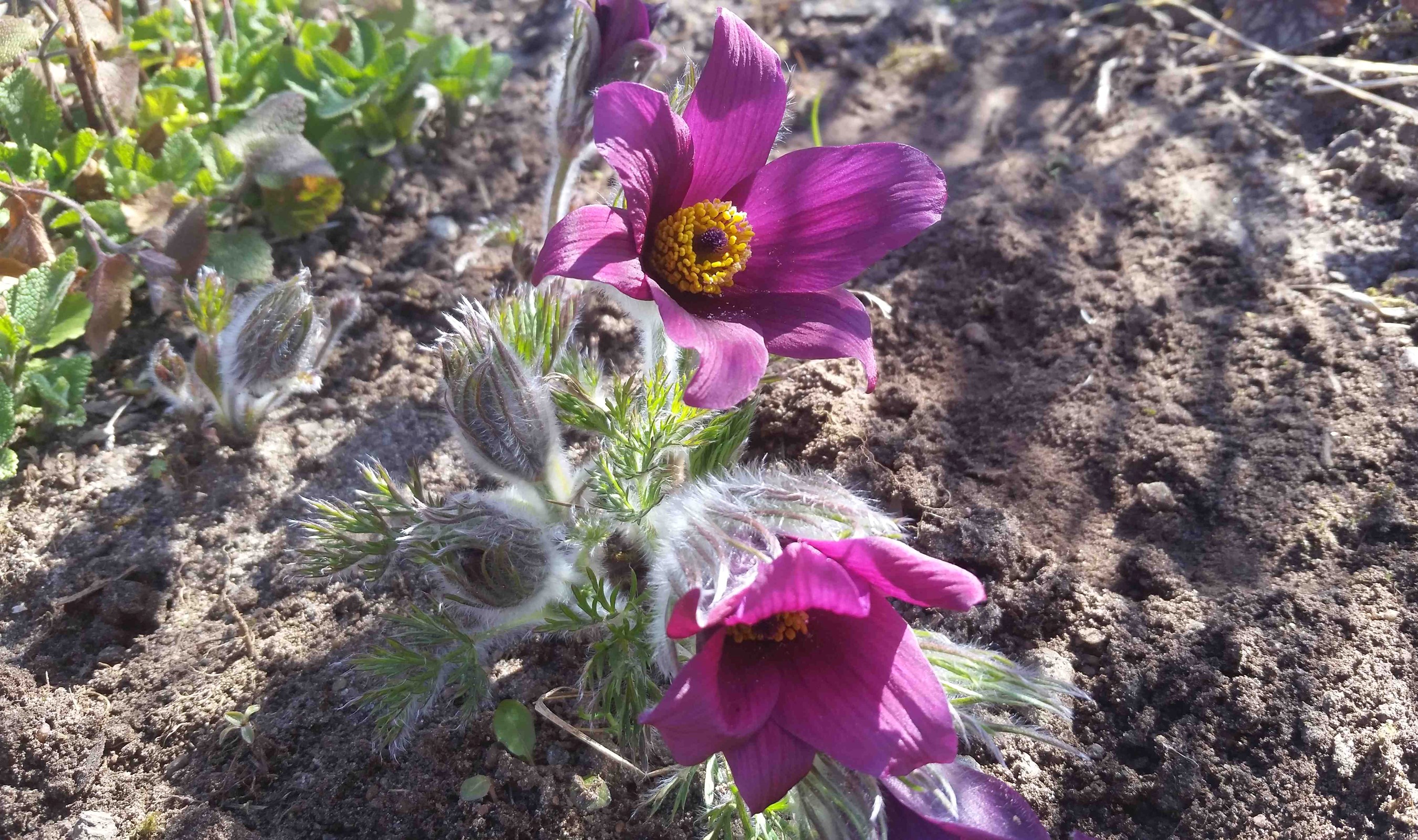 Purple Pulsatilla flowers and buds in soil HD Wallpaper